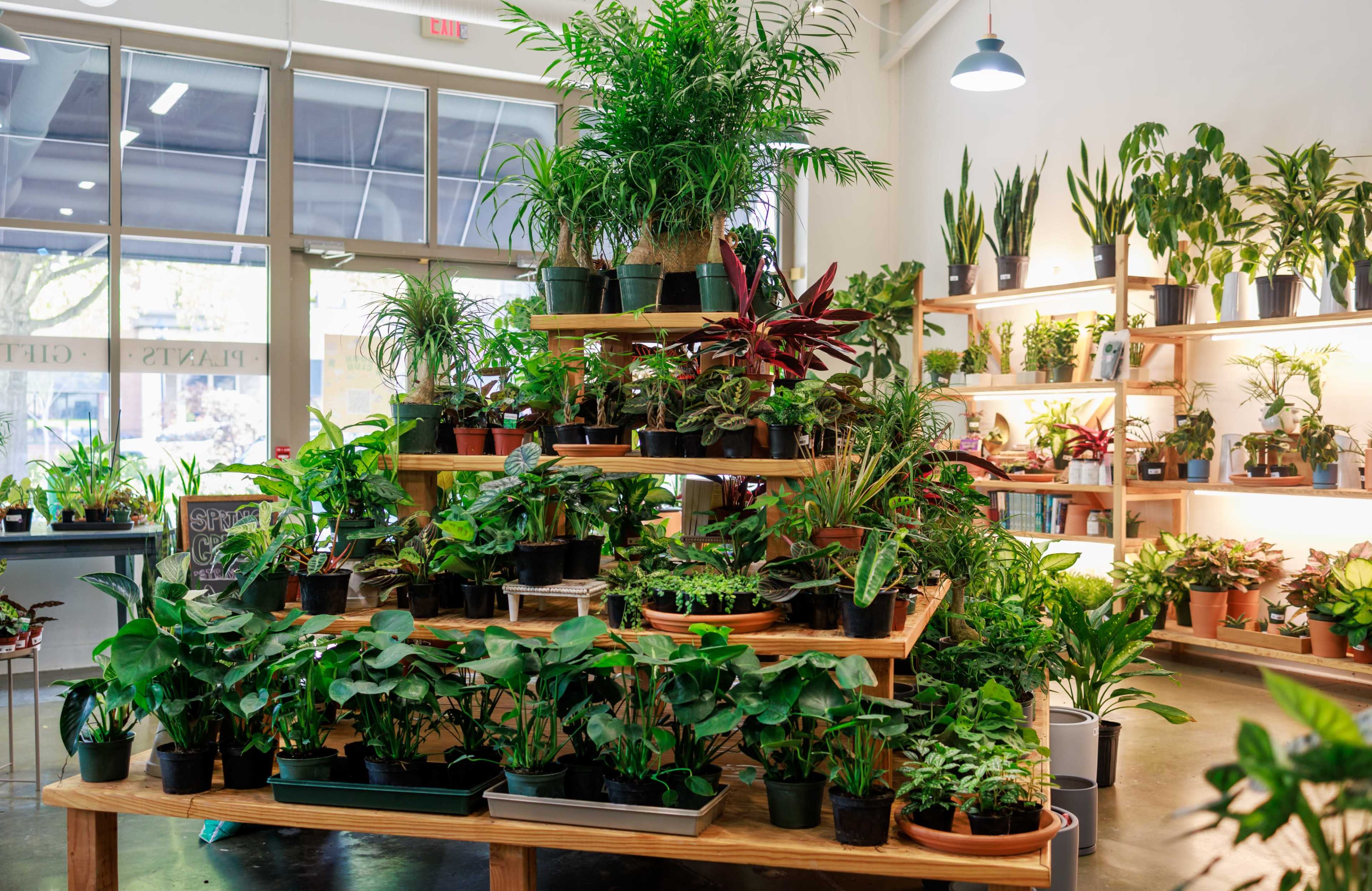 Smyrna/Vinings Charming Houseplant Shop Image in , Smyrna, GA