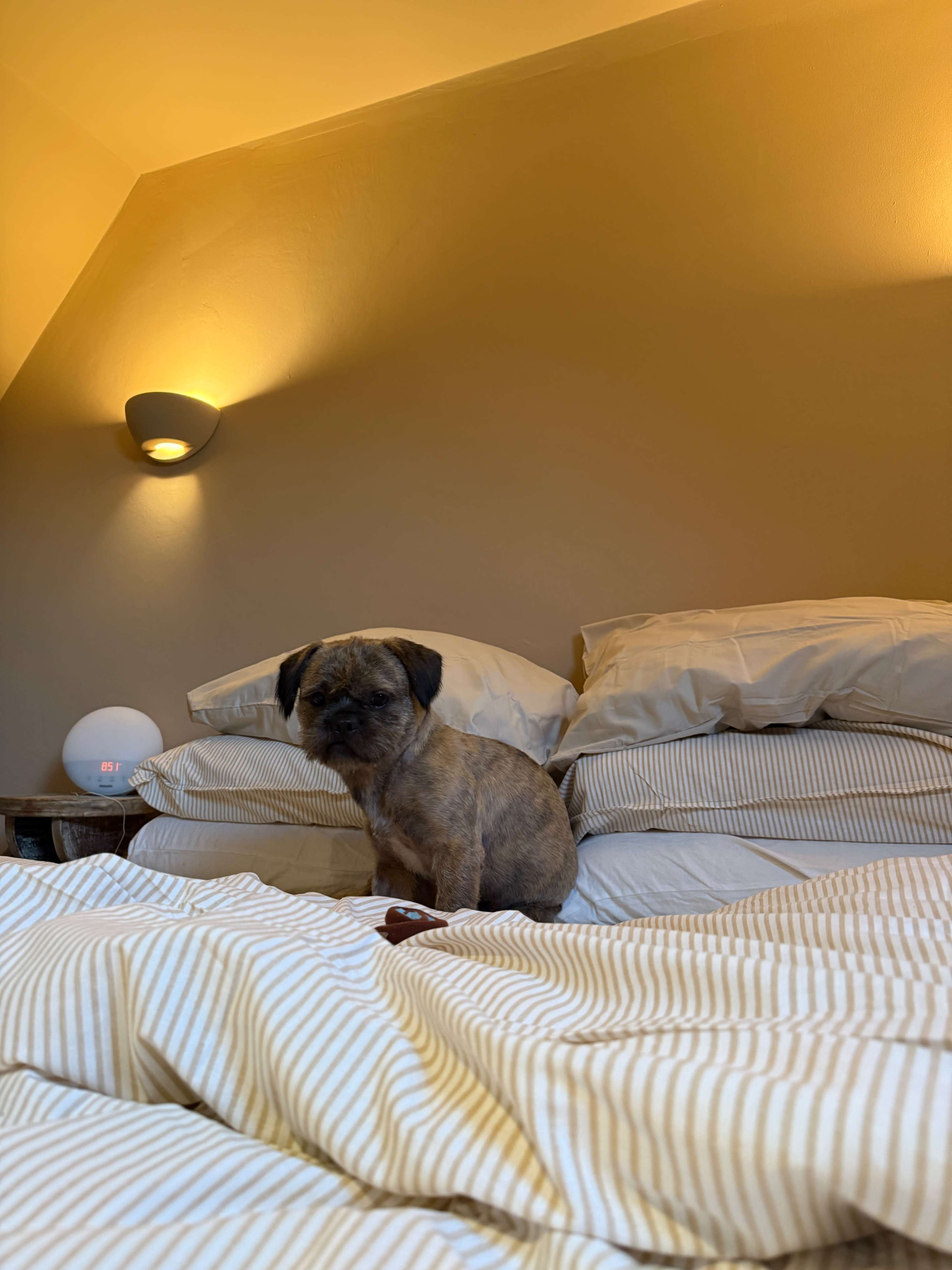A small dog sits on a neatly made bed with striped linens and soft lighting in the background.