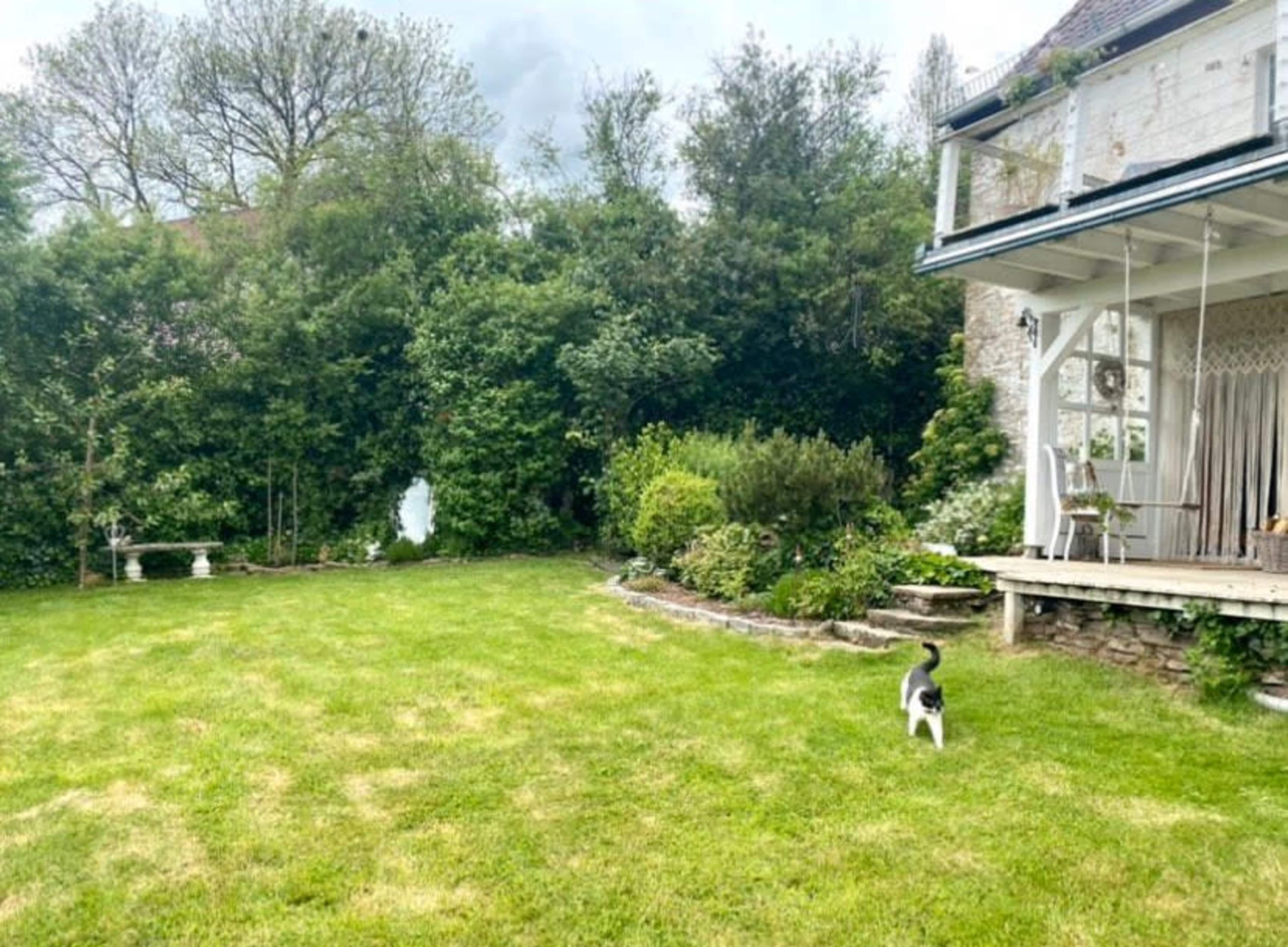 A cat walks across a green lawn in front of a house surrounded by dense vegetation.