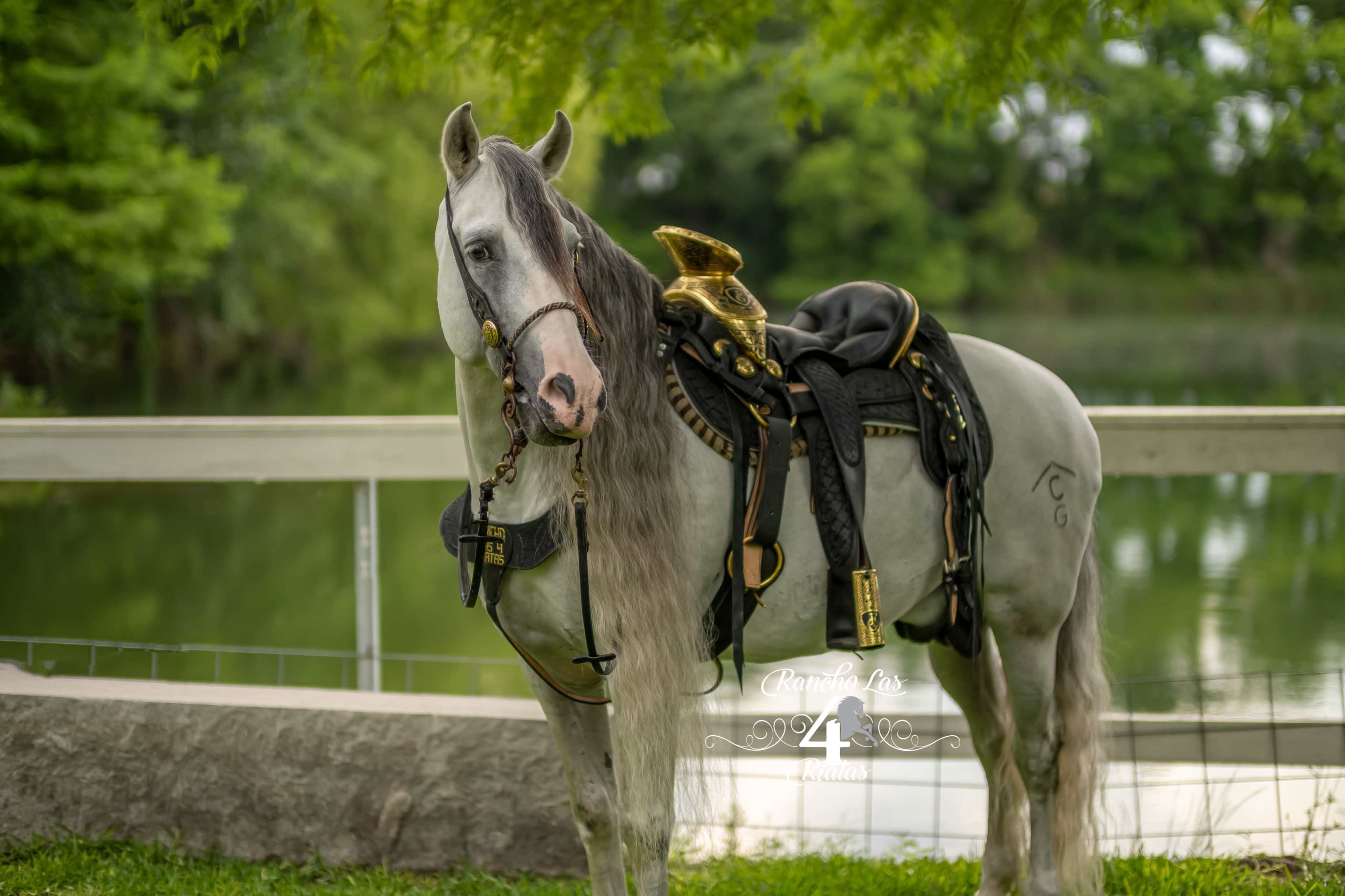 A gray horse stands by a water feature, wearing a black saddle and bridle under a leafy tree.