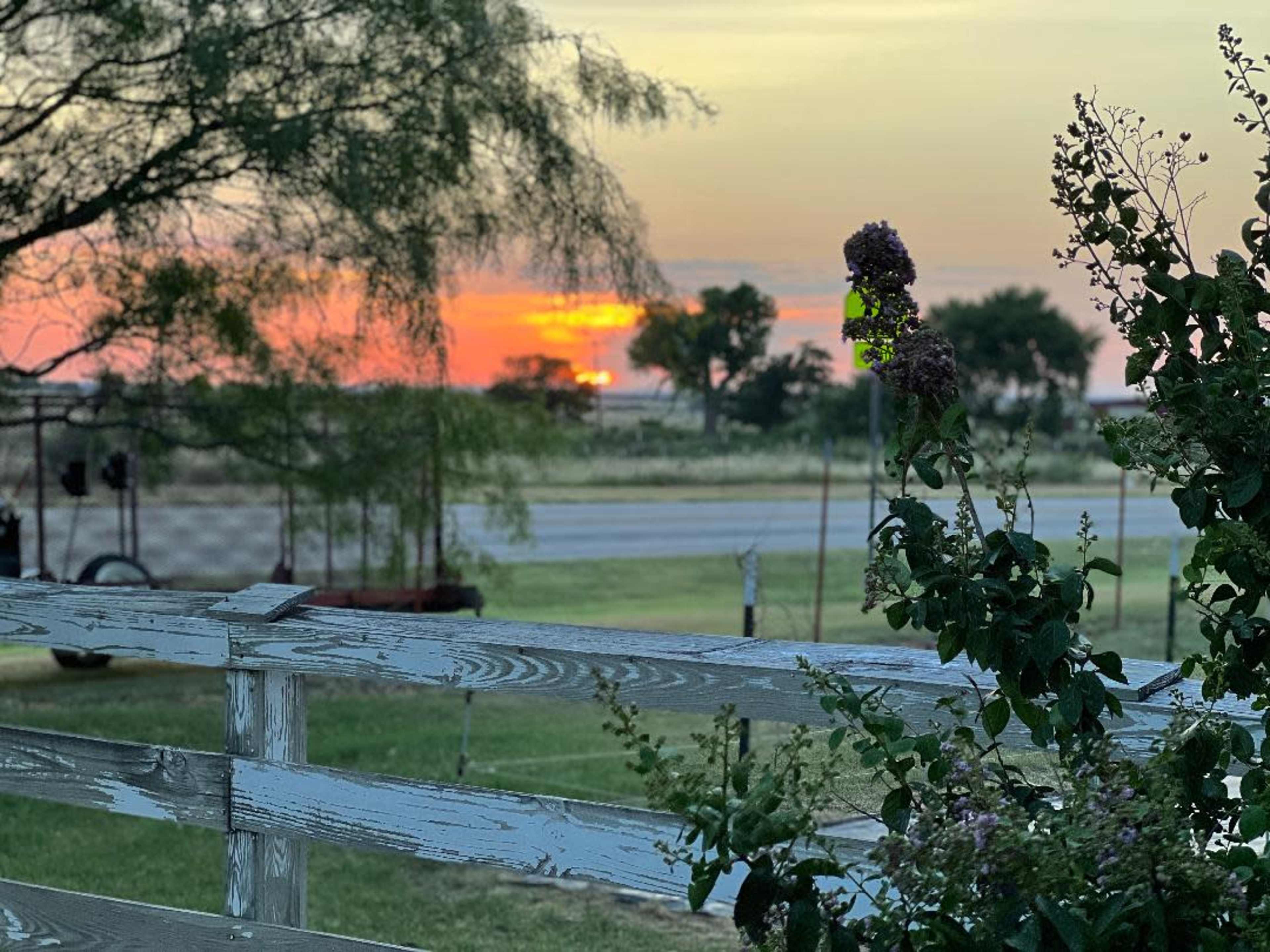 A sunset behind a fence, with a blooming plant in the foreground and a road visible in the distance.