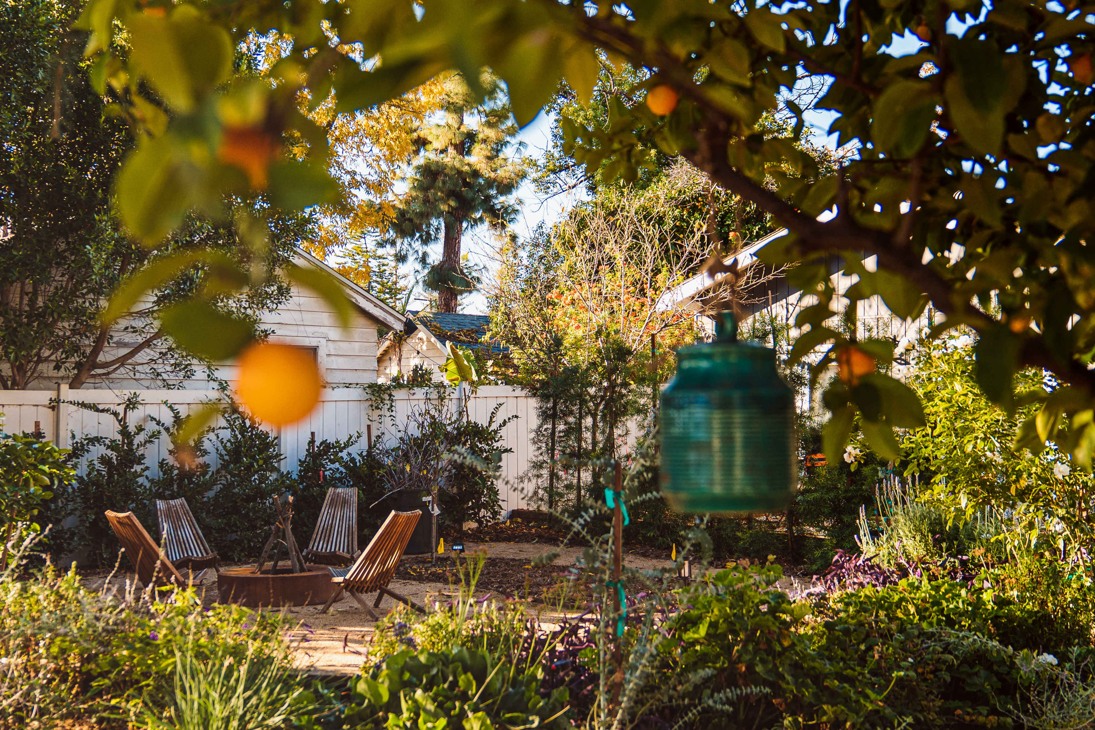 A serene backyard garden features two wooden chairs in a circular arrangement surrounded by various plants and a lemon tree with ripe lemons.