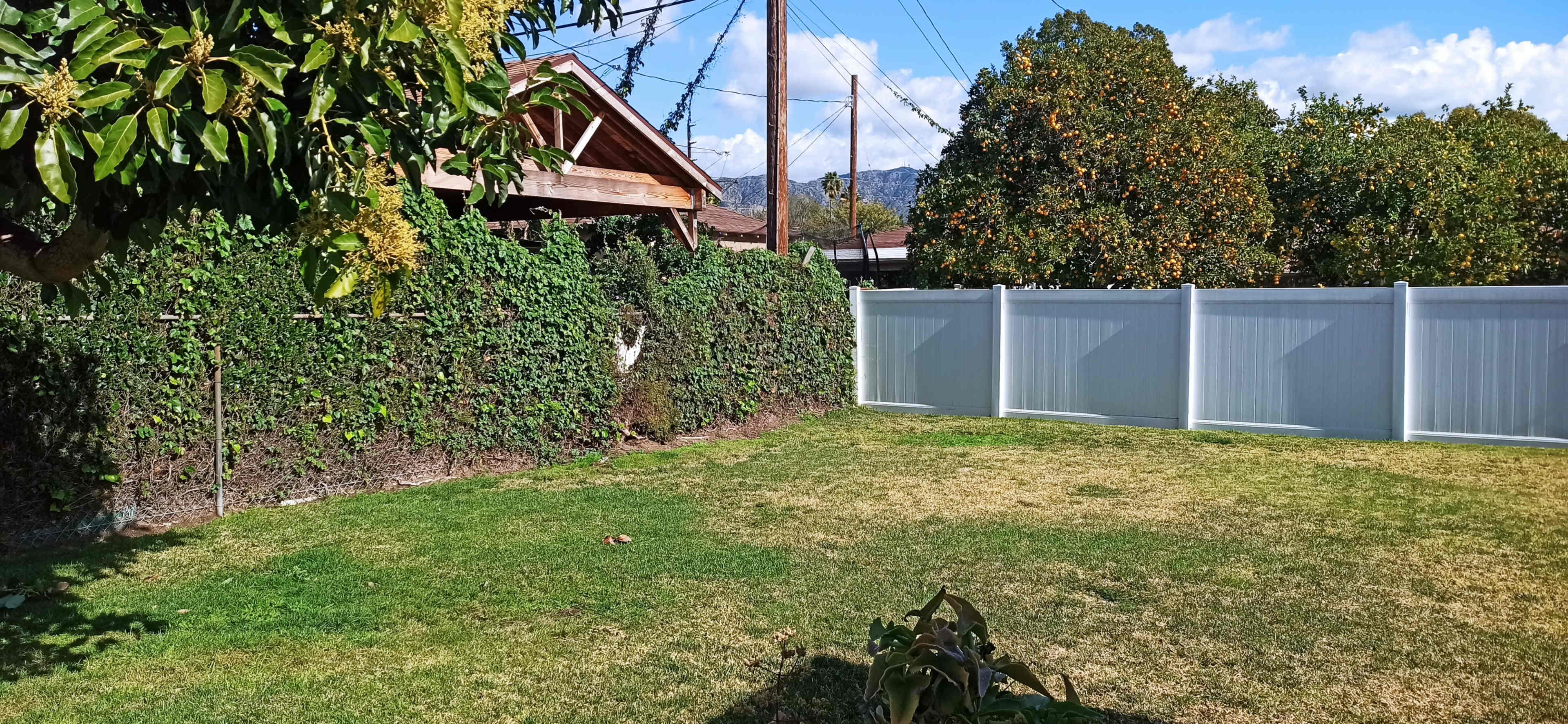 The image shows a grassy backyard with a white vinyl fence and a house partially obscured by greenery in the background.