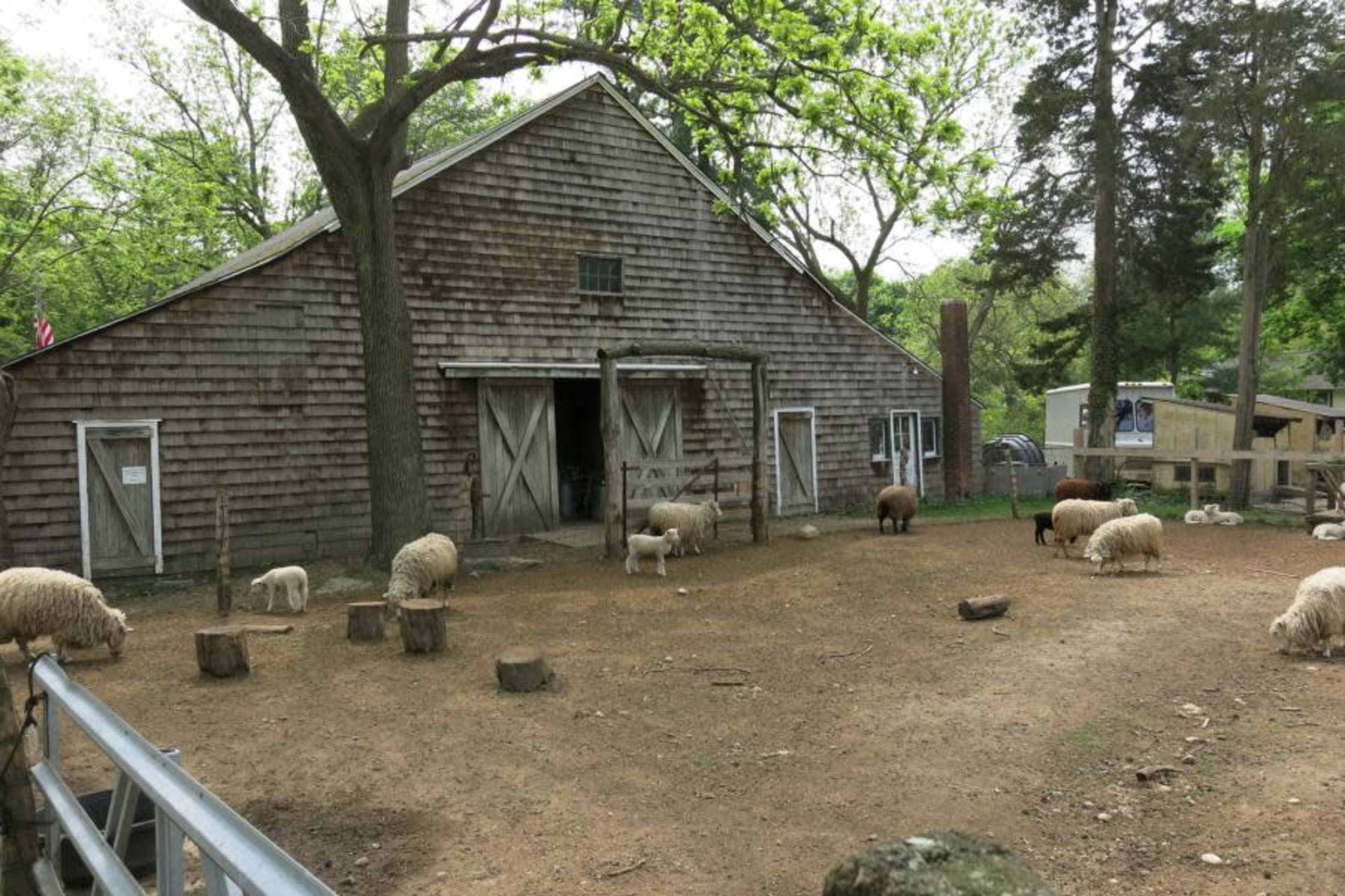 A wooden barn stands in the background, surrounded by several sheep grazing in a dirt area.