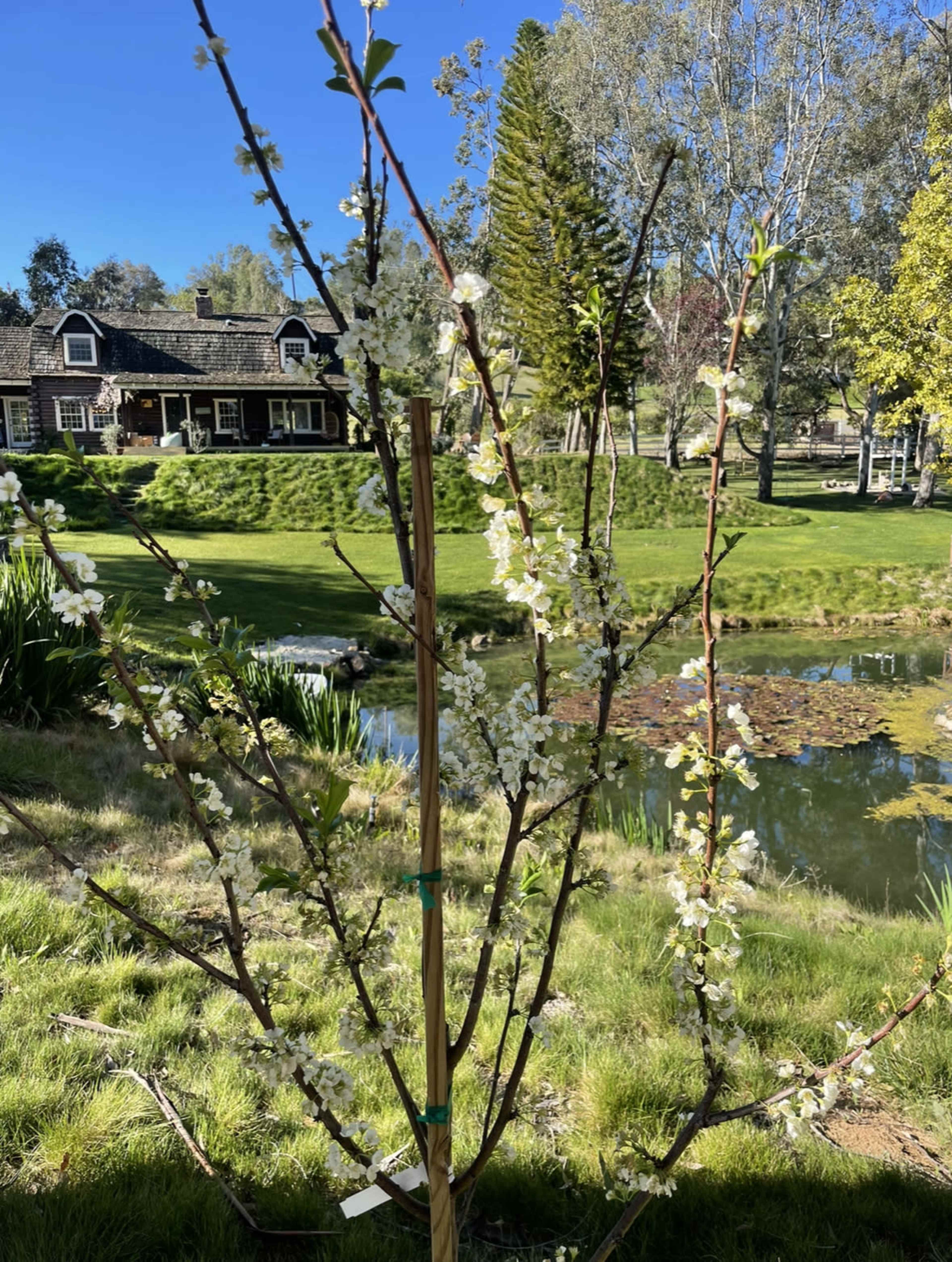 Outdoor oasis with large pond, island and unbeatable golden hour shrouded in trees, hills, mountains, and open spaces Image in , Fallbrook, CA