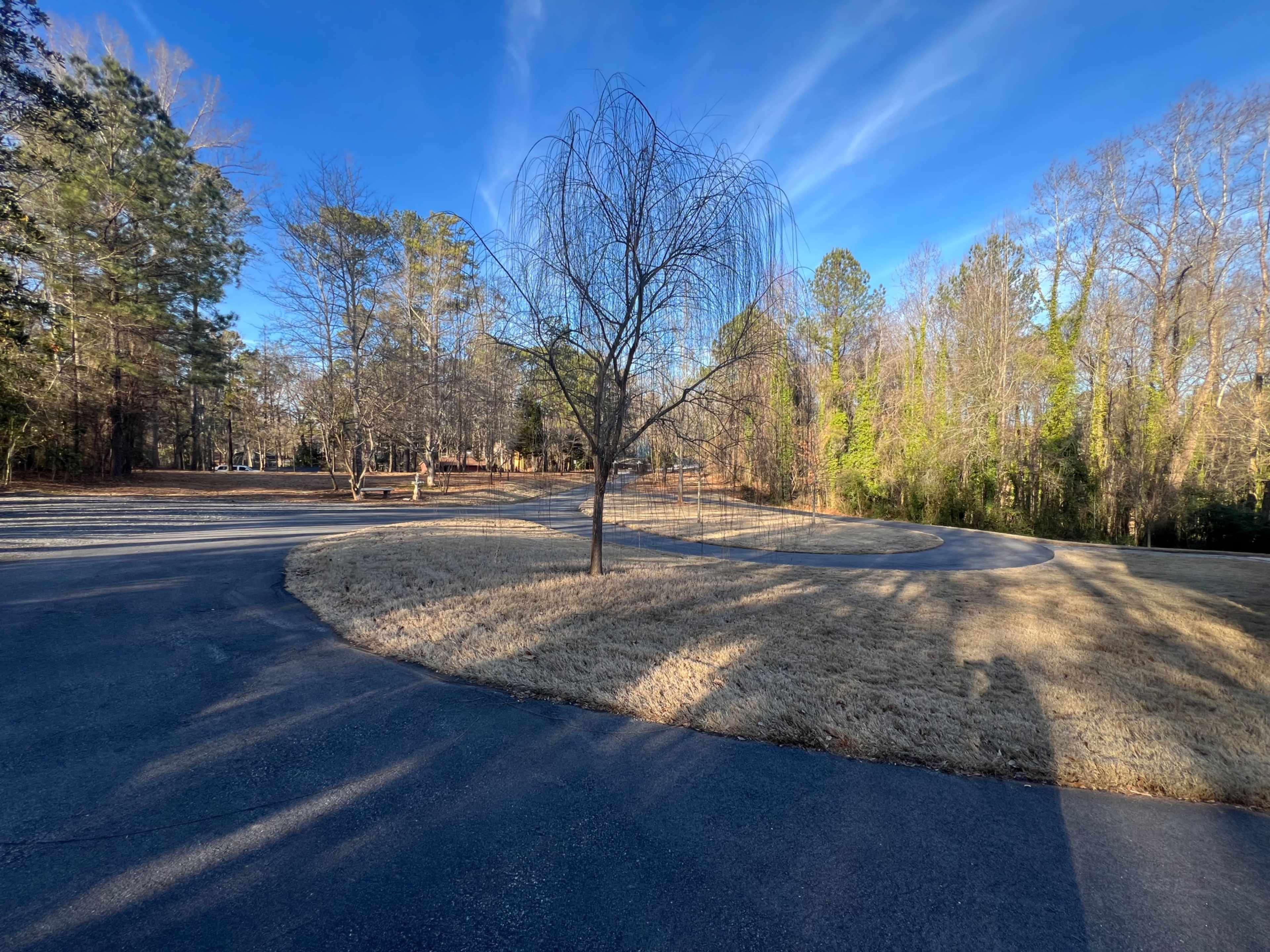 A bare tree stands on a grassy area beside a winding asphalt path, surrounded by trees in a clear blue sky.