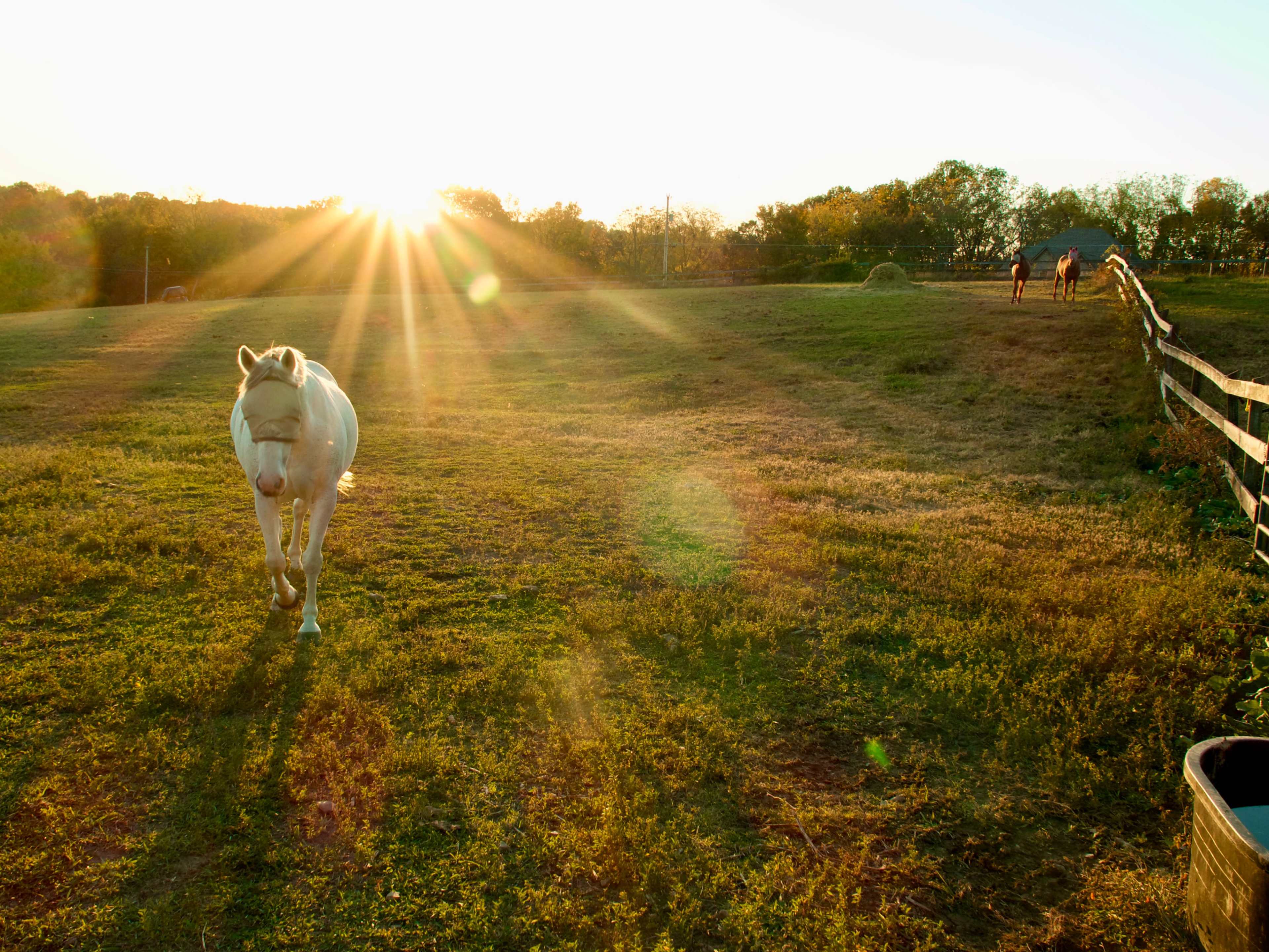 A white horse walks across a sunlit pasture while another horse moves along a fenced area in the background.
