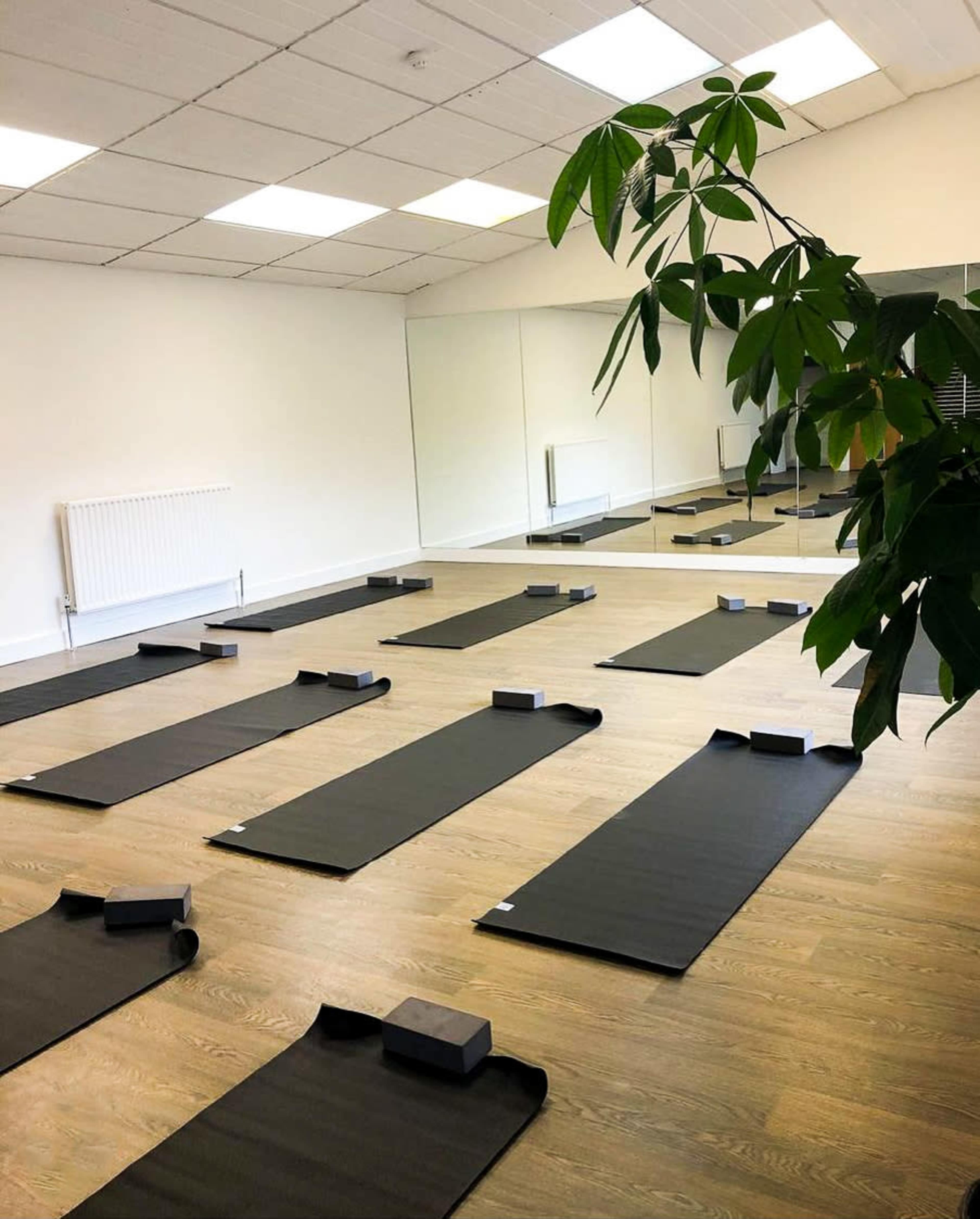 A yoga studio with several black mats neatly arranged on a wooden floor, a plant in the corner, and a large mirror on one wall.