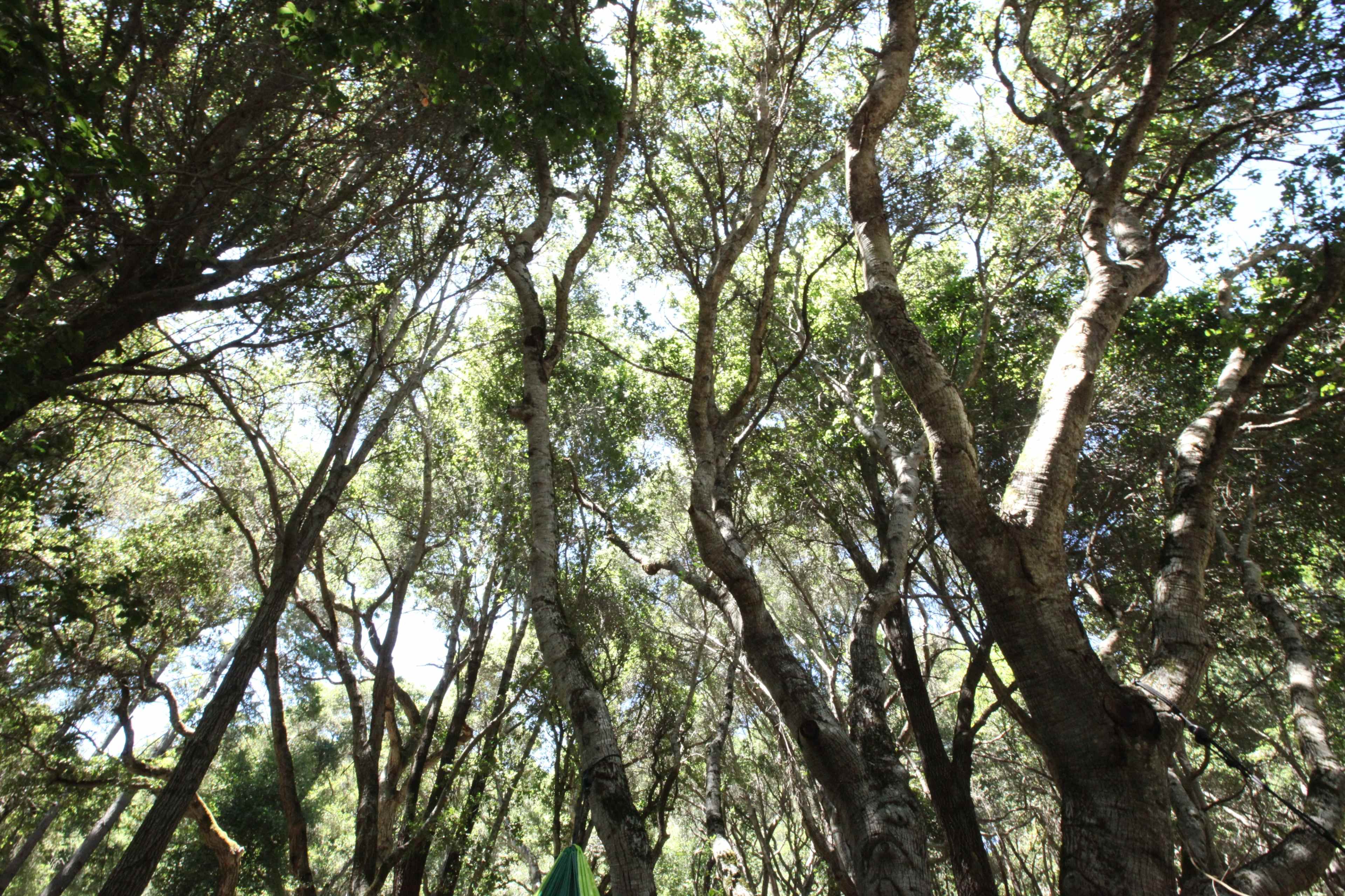 The image shows a dense forest with tall trees extending upward toward a clear sky.