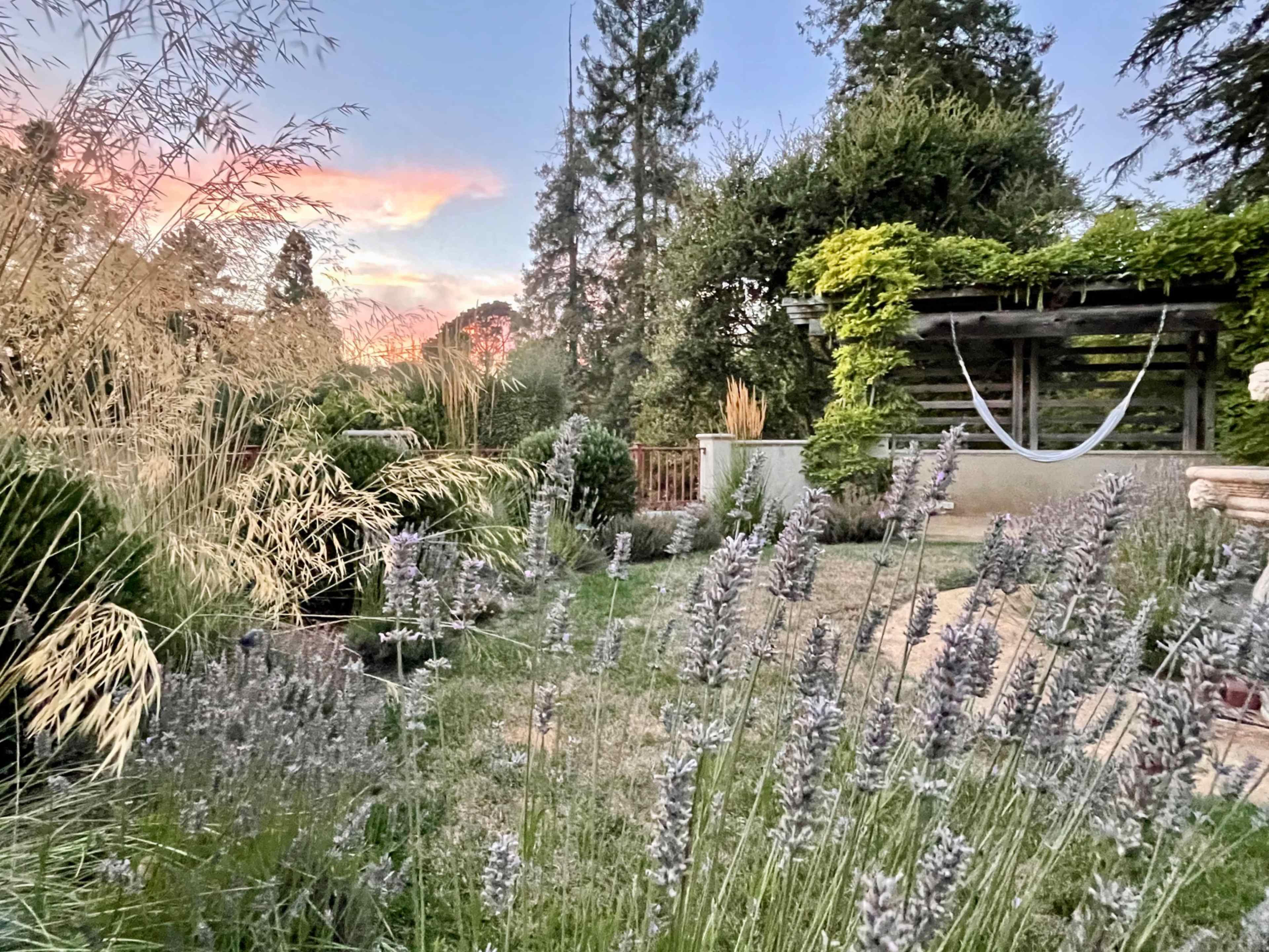 The image shows a tranquil garden scene with lavender plants in the foreground, surrounded by greenery and a wooden structure featuring a hammock under a colorful sunset.