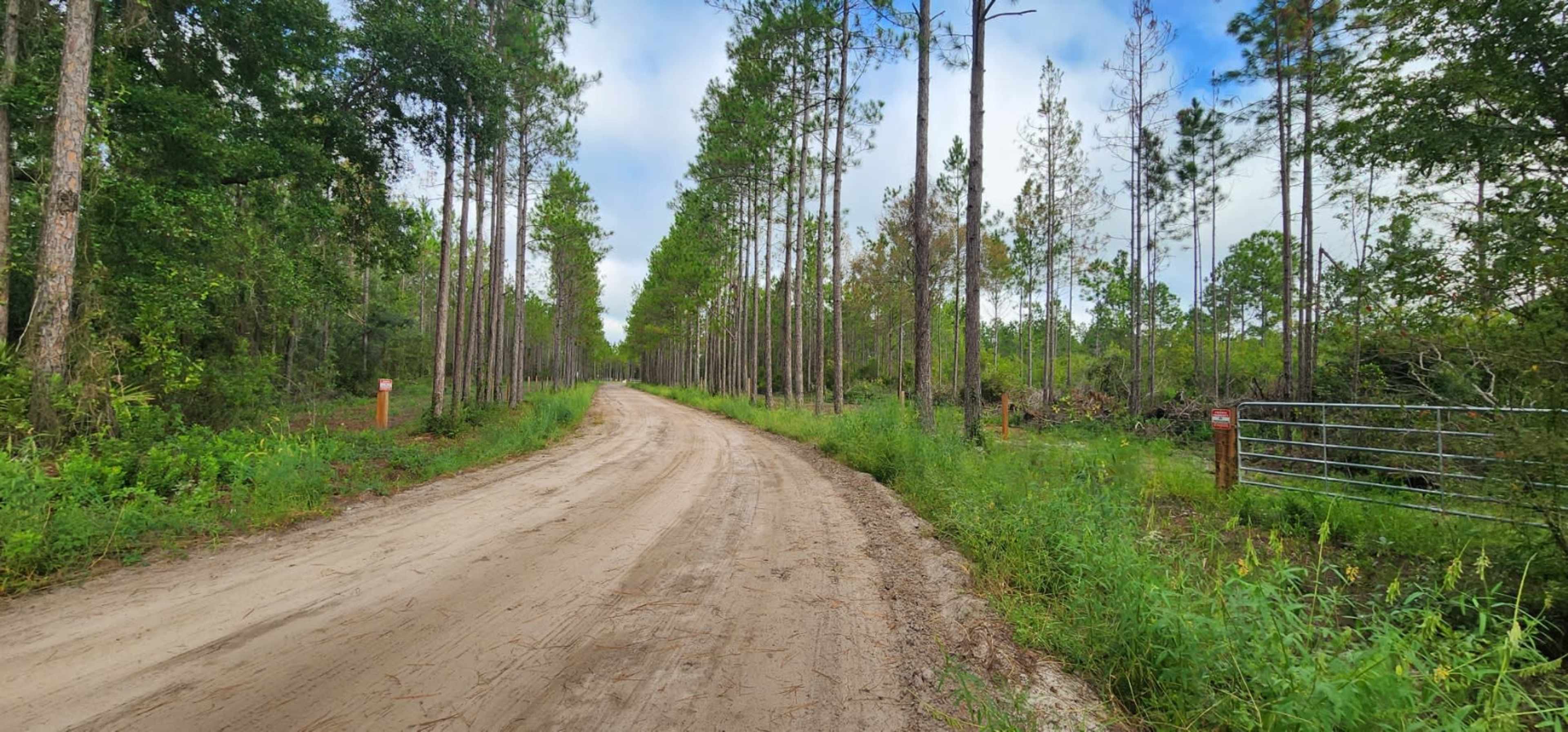 A dirt road winds through a forest of tall pine trees, flanked by patches of greenery and a metal gate in the distance.