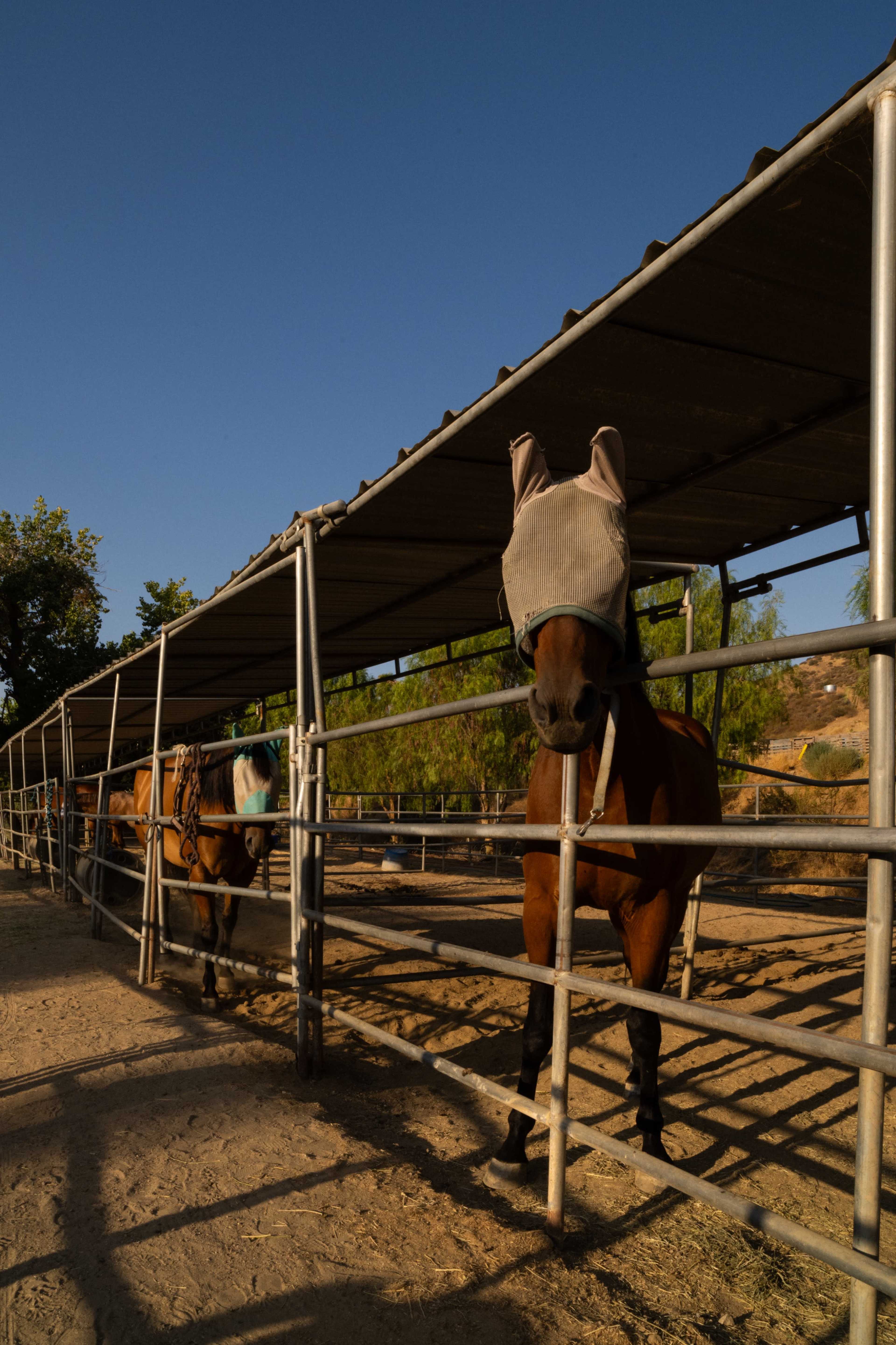 Two horses stand in a stable with a metal structure overhead and clear blue sky in the background.