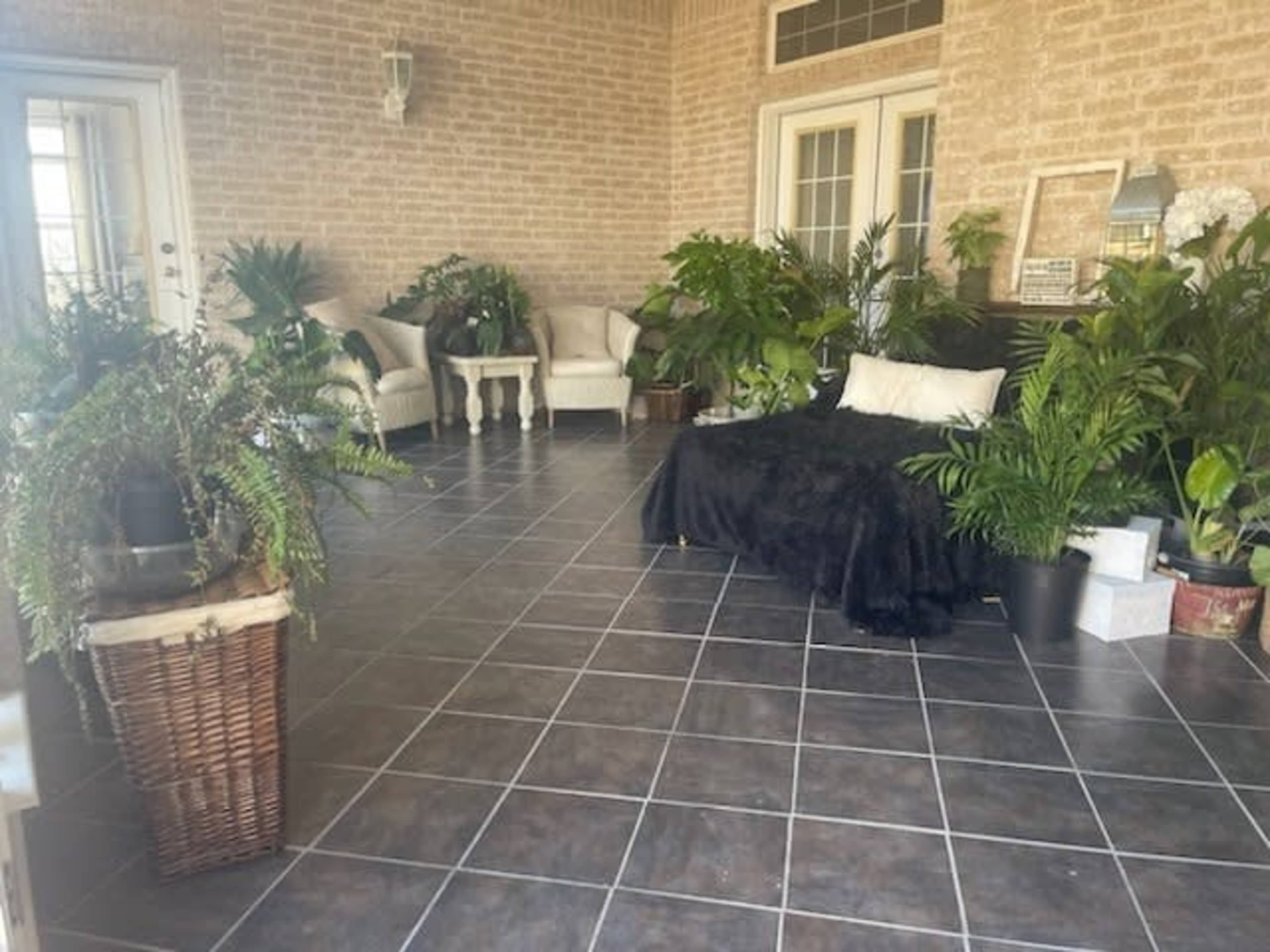 A sunroom filled with various potted plants, a black throw blanket draped over a chaise lounge, and a seating area with white chairs.