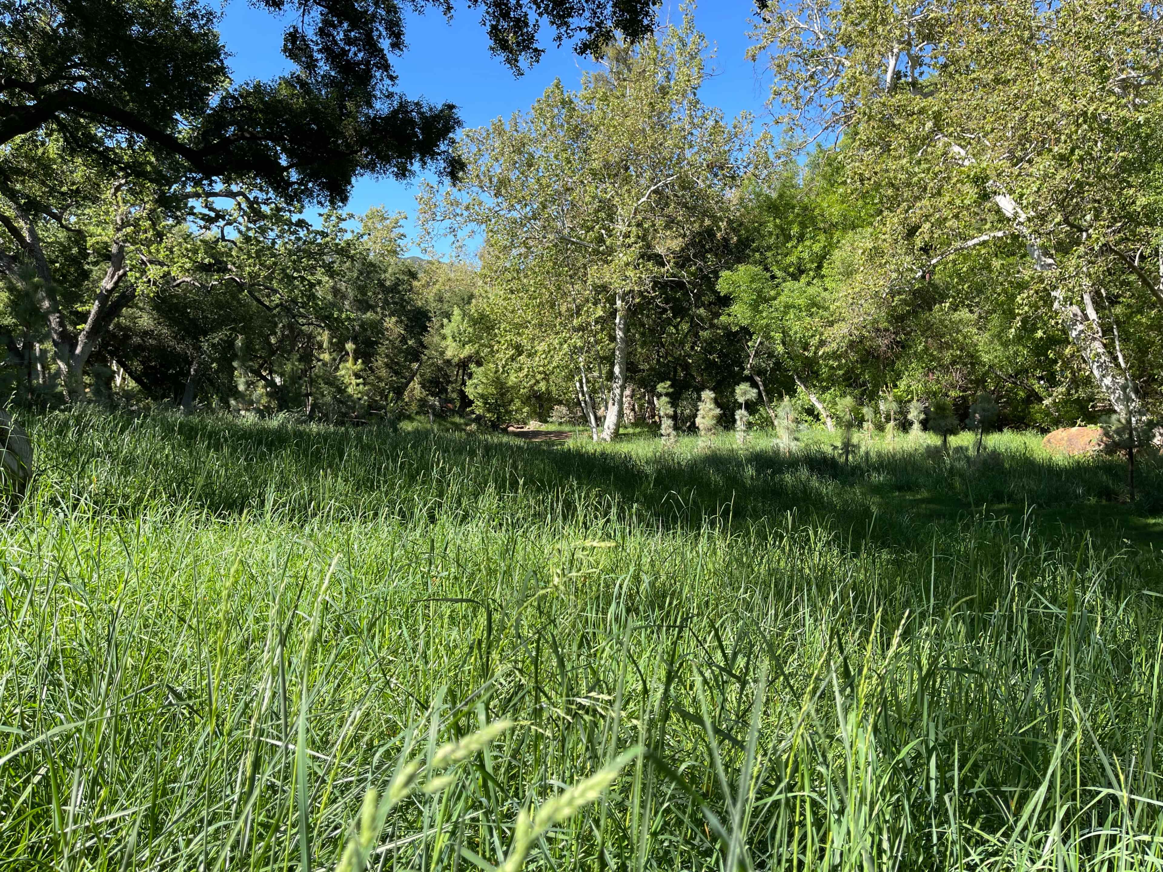 A grassy field is surrounded by trees under a clear blue sky.