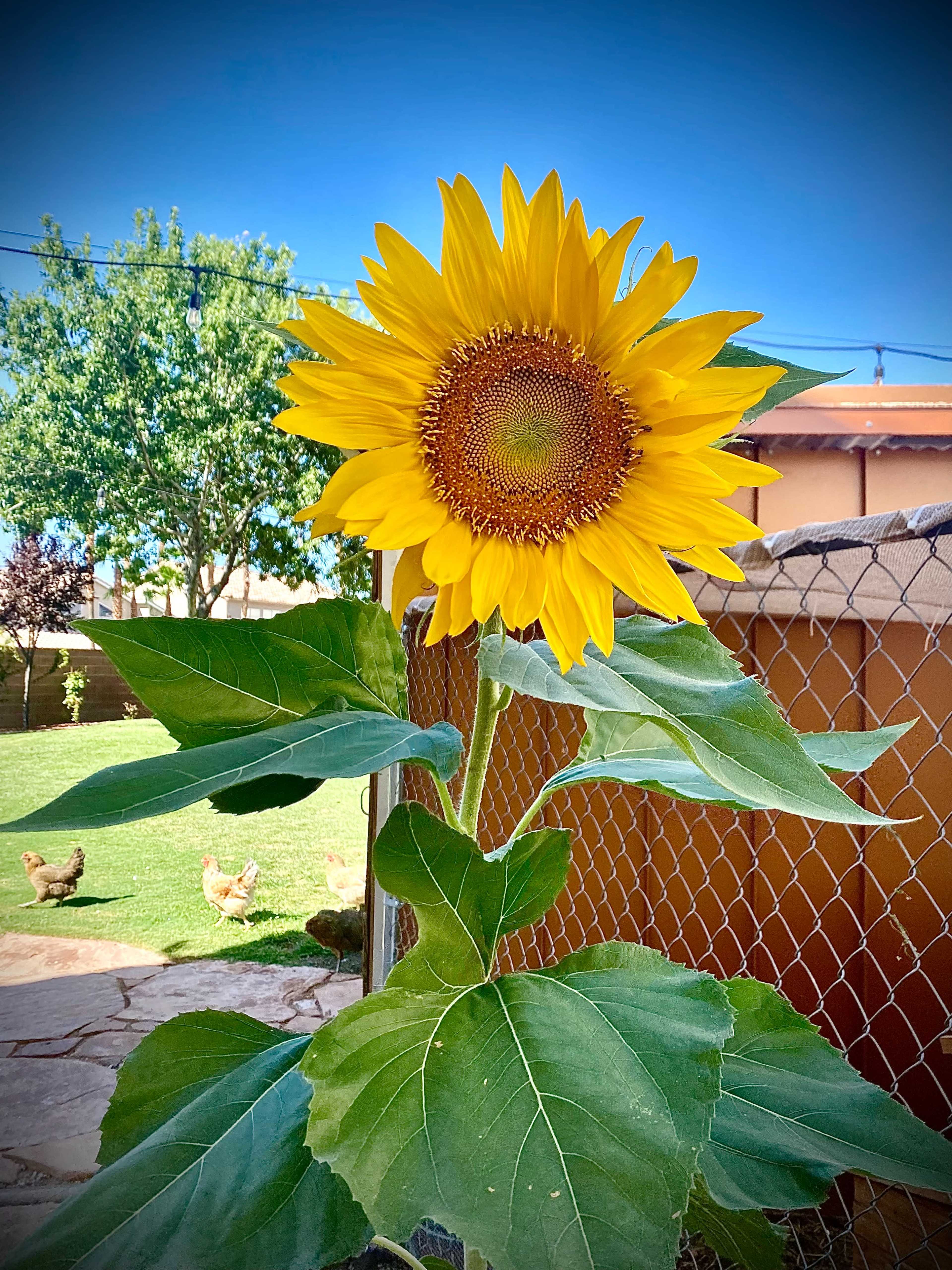 A tall sunflower stands prominently in the foreground with green leaves, while chickens roam in the background under a clear blue sky.