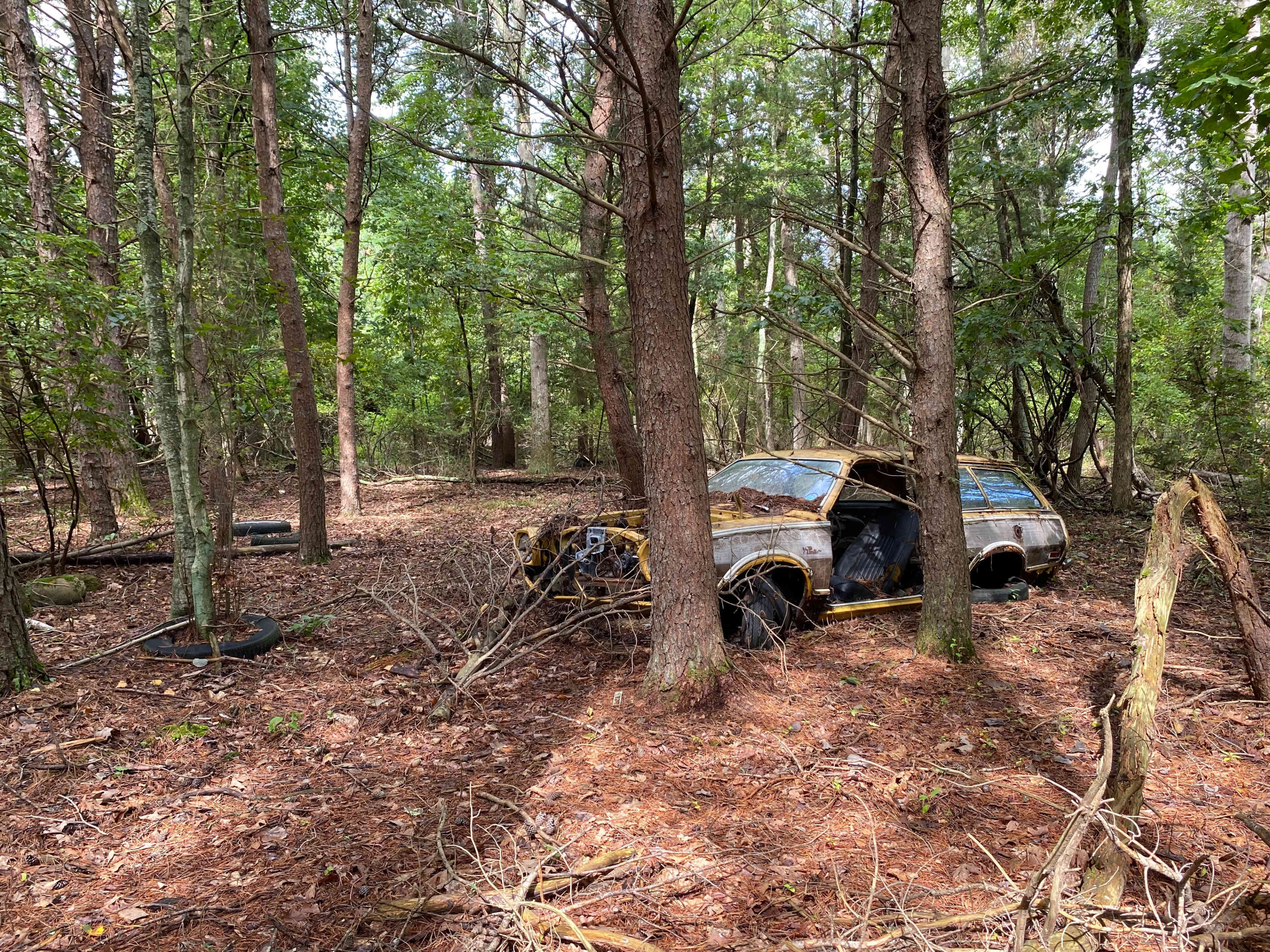 An abandoned, rusting car is partially hidden among trees in a forested area covered with pine needles.