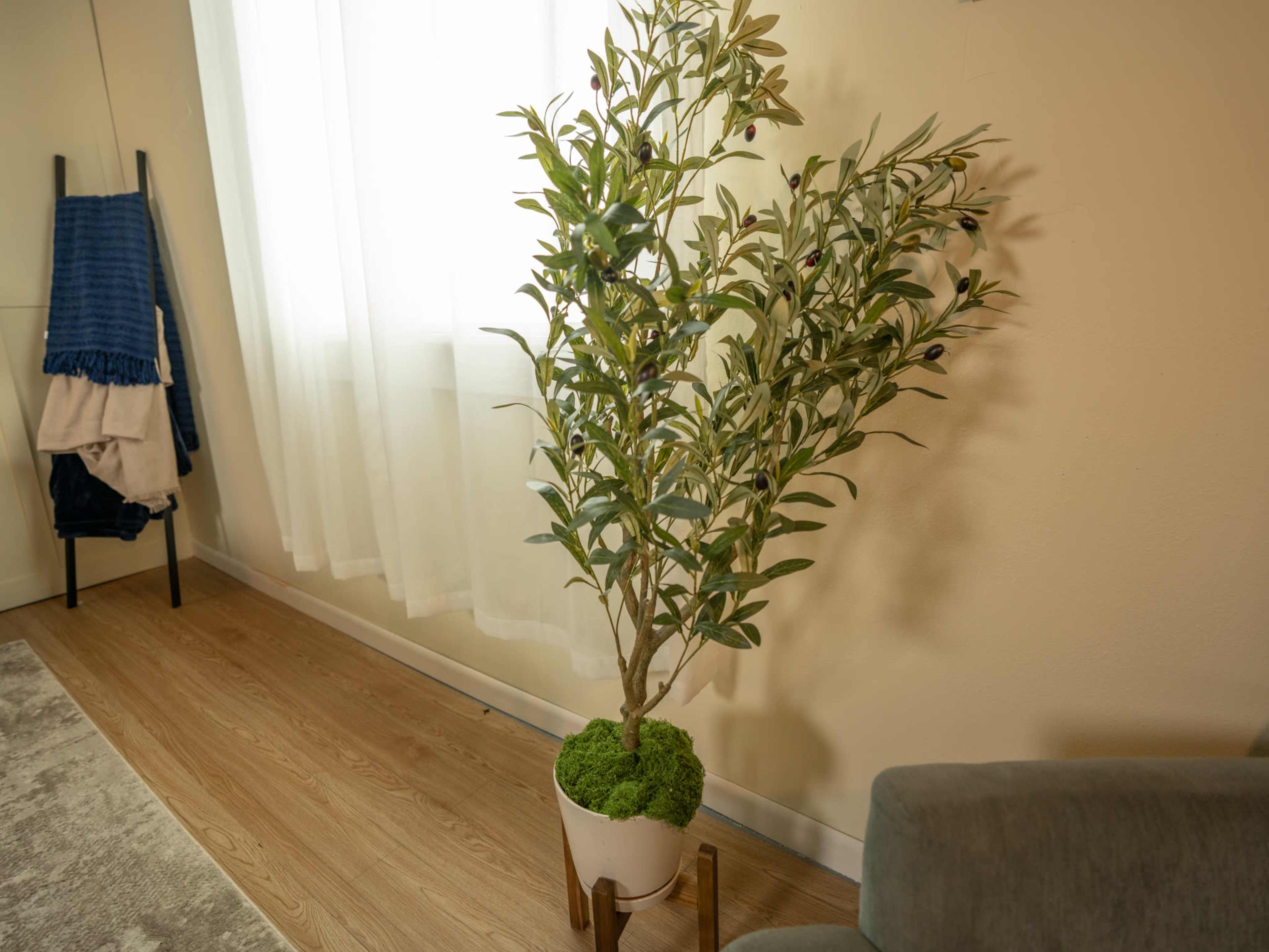 A potted olive tree stands in a corner of a room with wooden flooring, near a window draped with sheer white curtains.