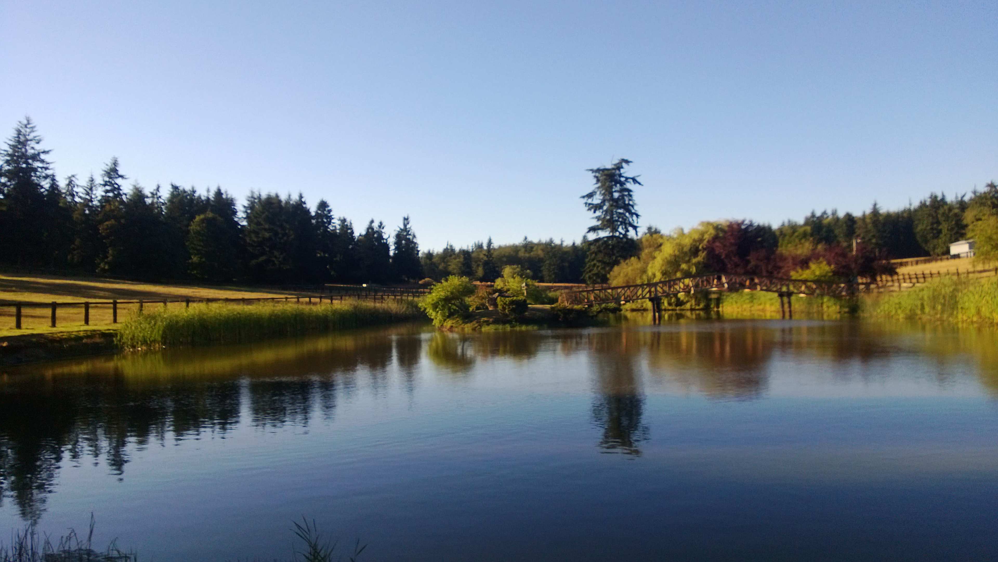 A calm pond reflects surrounding trees and a wooden bridge in a serene landscape.