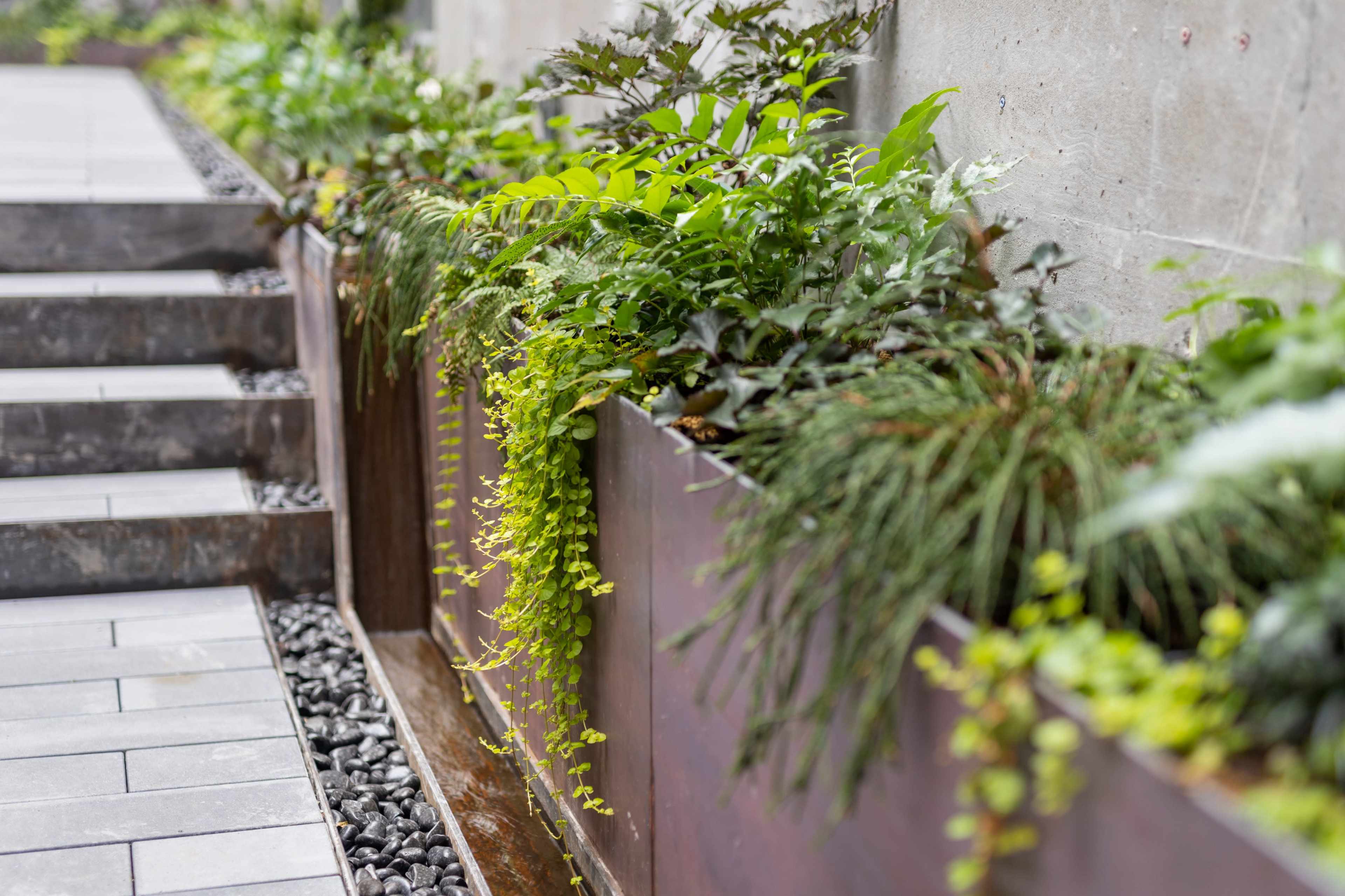 A series of planters filled with various green plants alongside a stone pathway and steps.