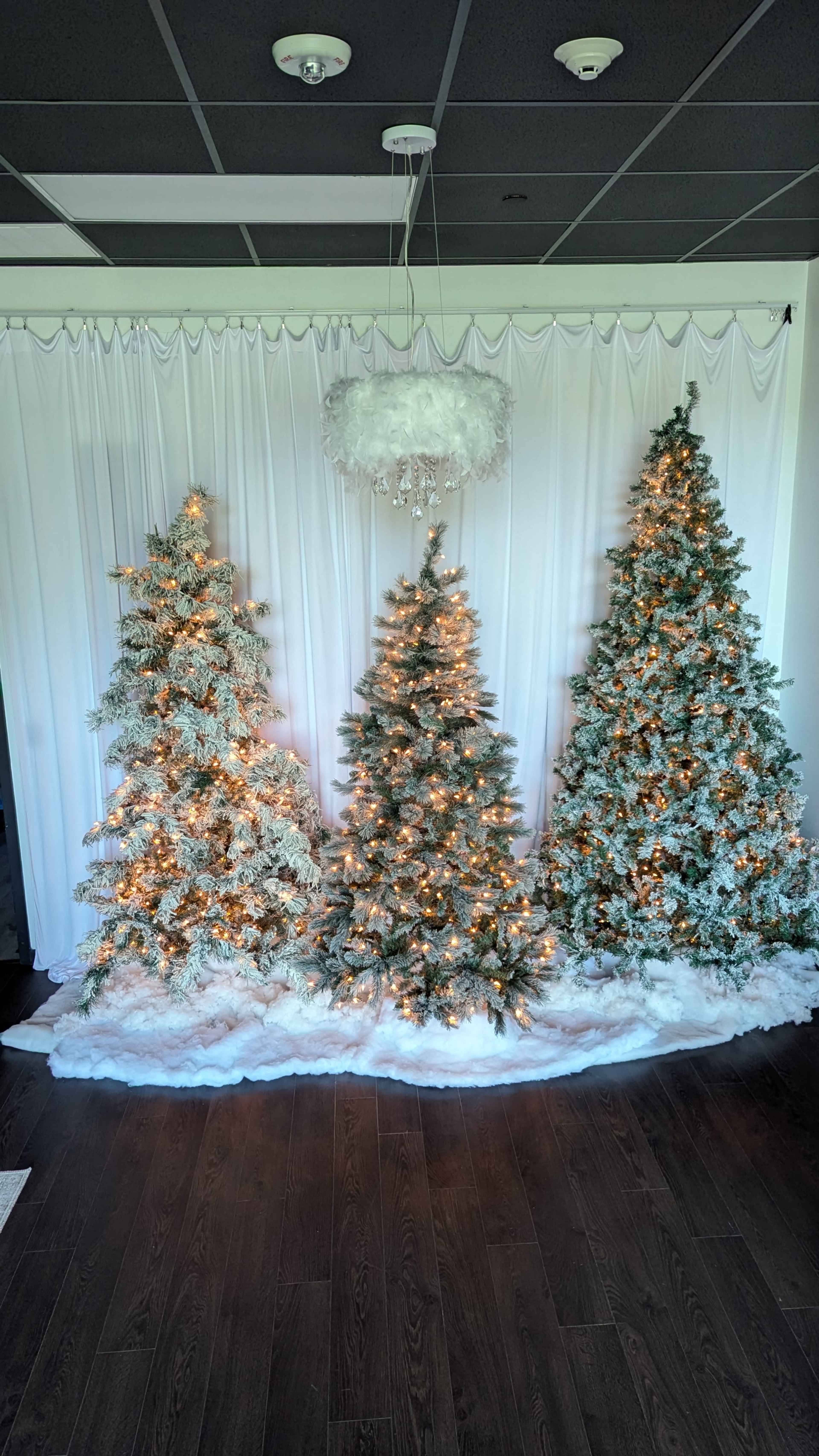 Three decorated Christmas trees with white lights stand next to each other against a white backdrop, with snowy decorations at their bases.