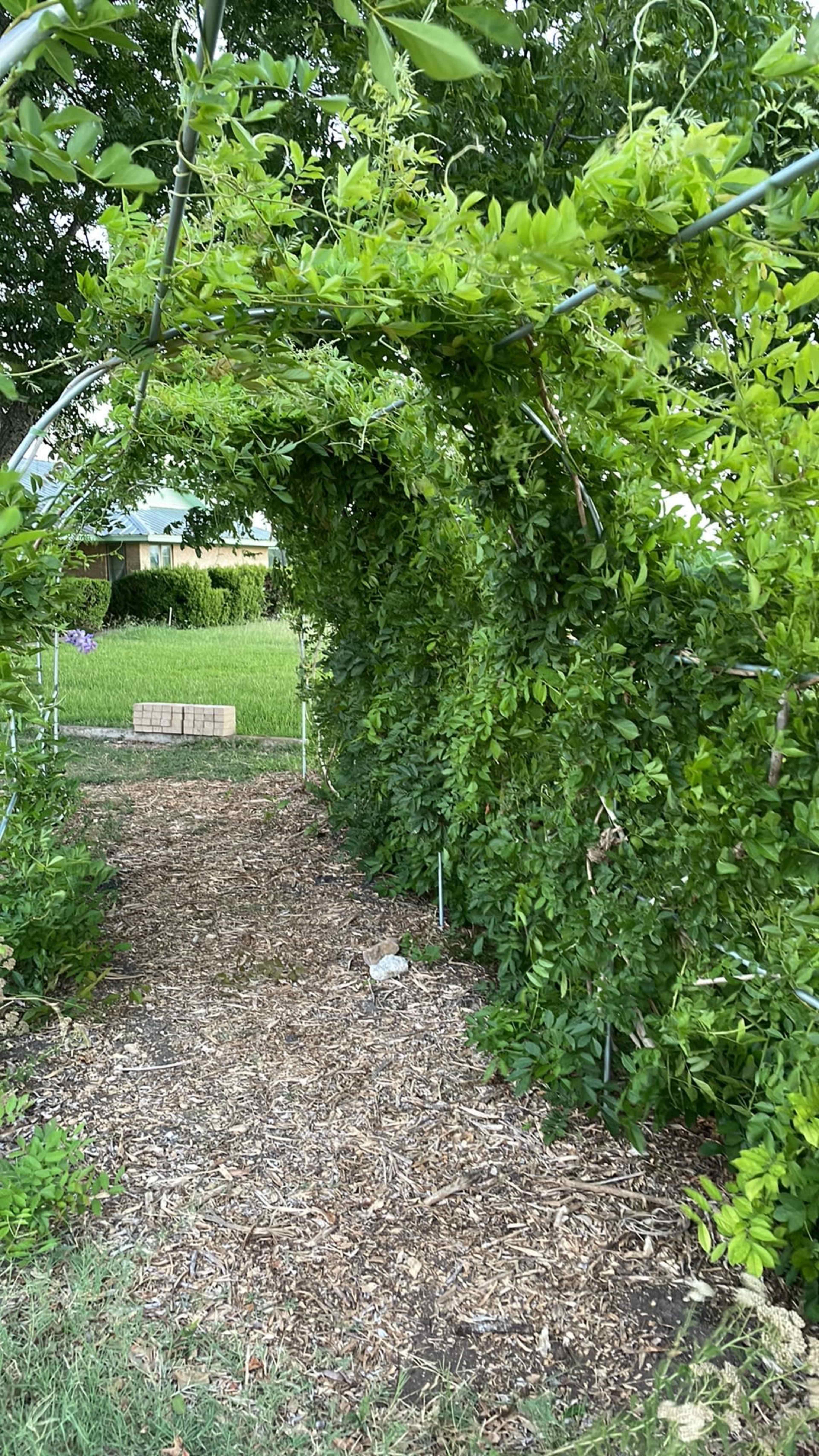 A pathway is lined with dense green foliage forming an archway above.