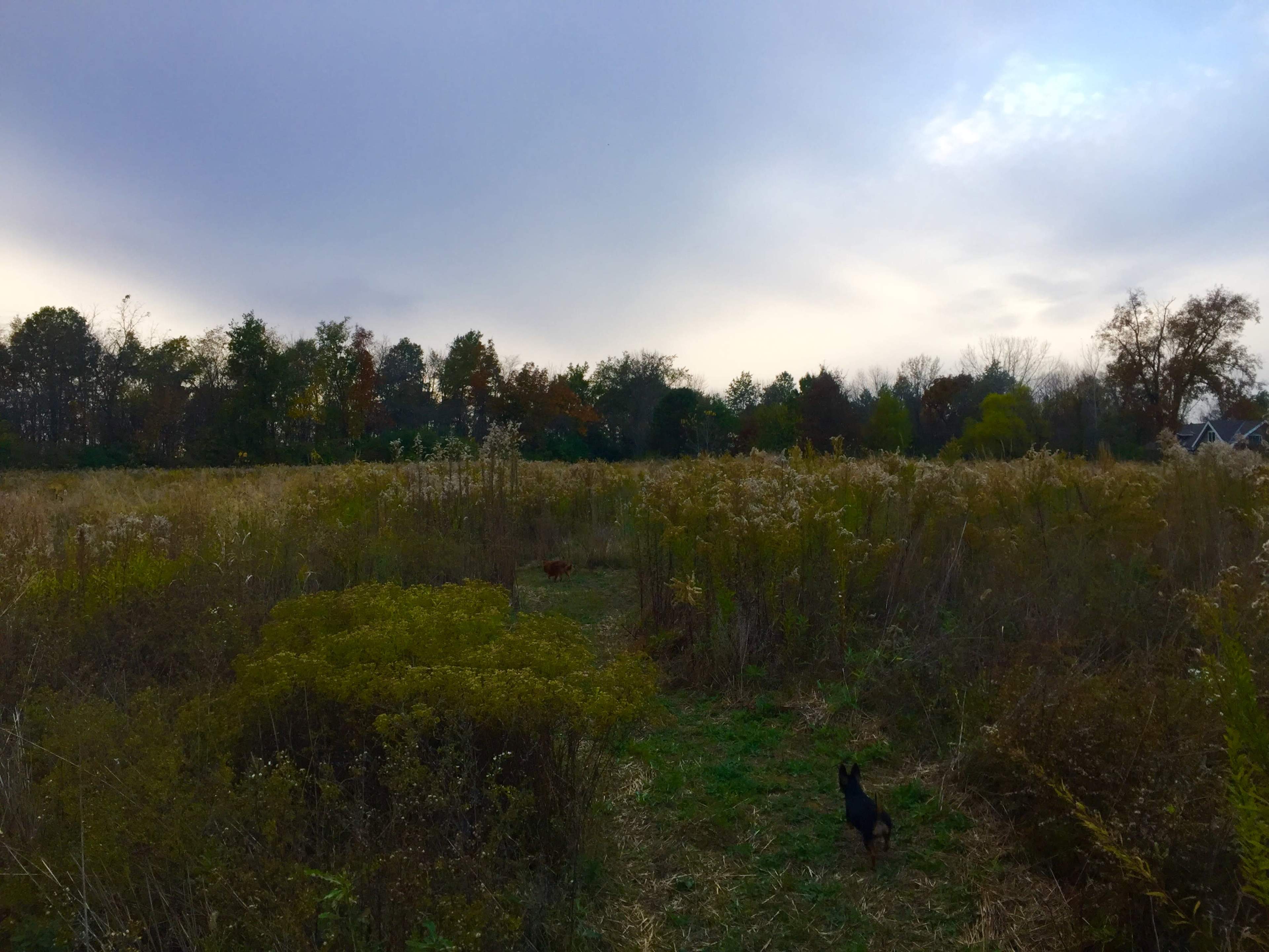 A small black dog wanders through a field with tall grasses and scattered trees under a cloudy sky.