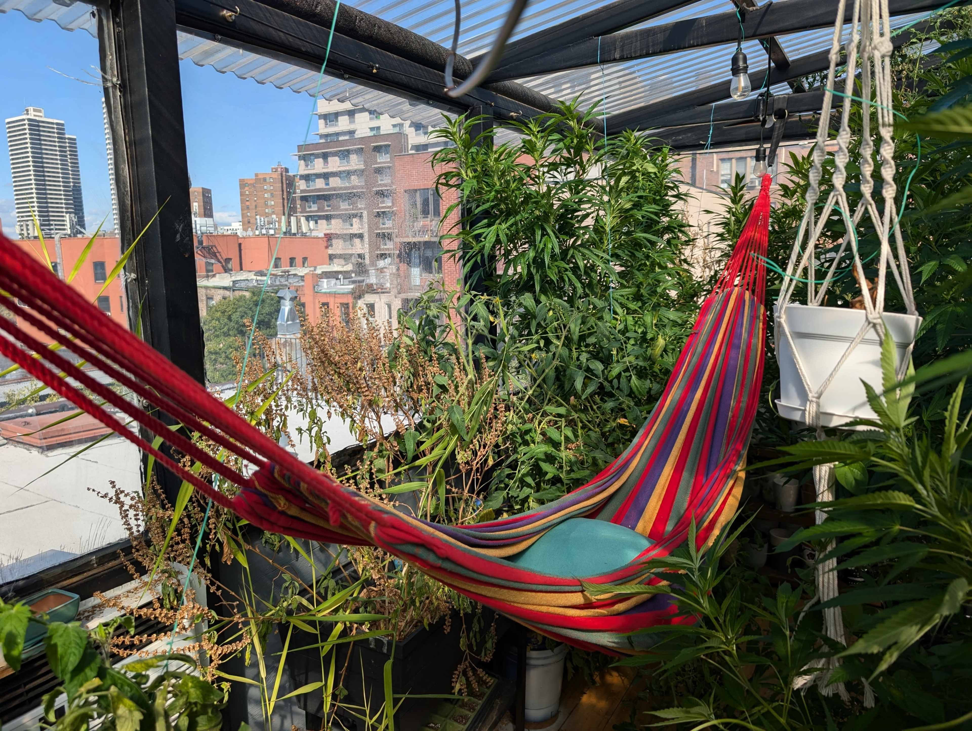 Plant Filled Rooftop Greenhouse with Hufflepuff Vibe and Church View Image in East Harlem, NEW YORK, NY