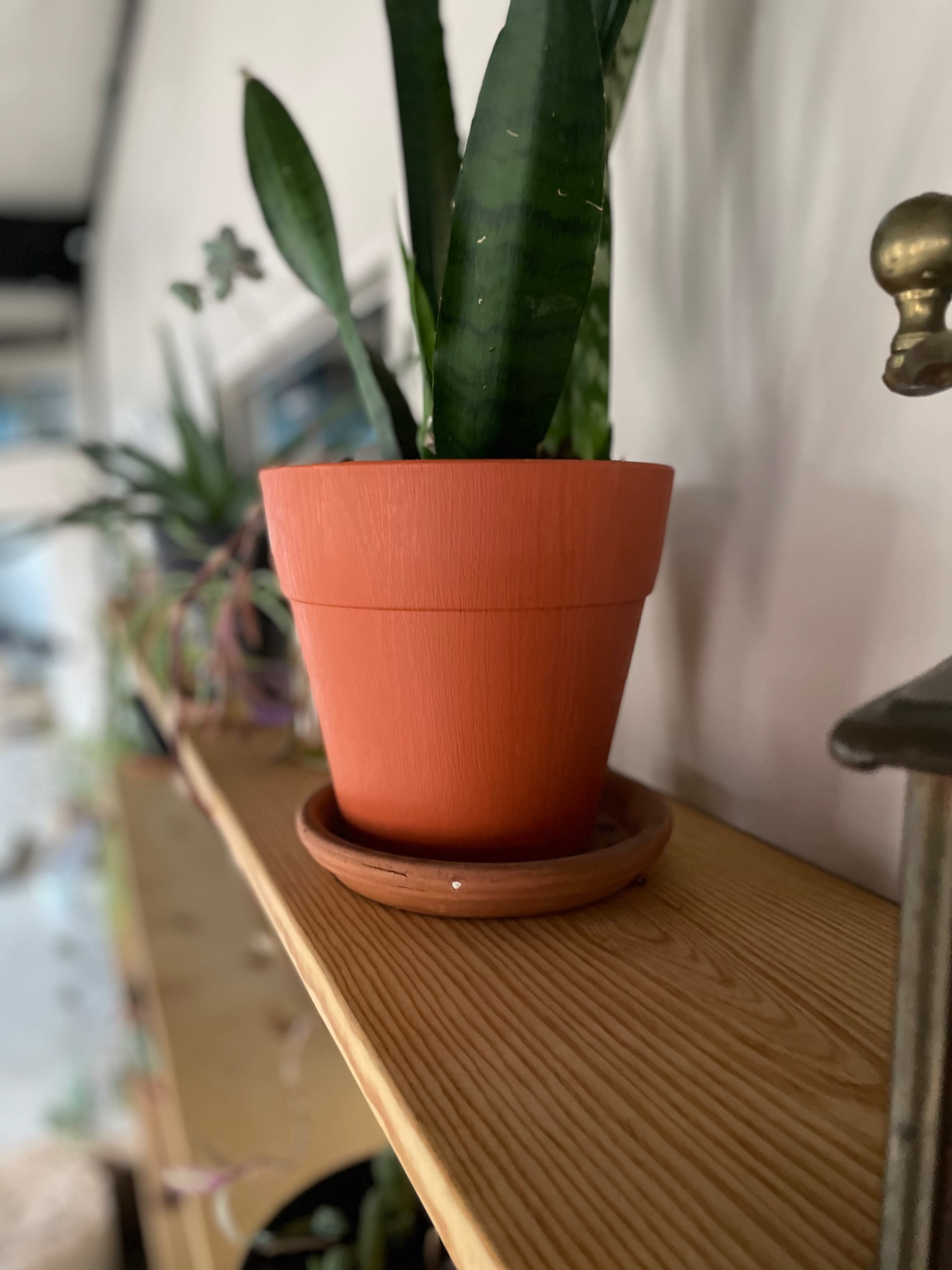 A terracotta plant pot with a saucer sits on a wooden shelf, holding a green plant.