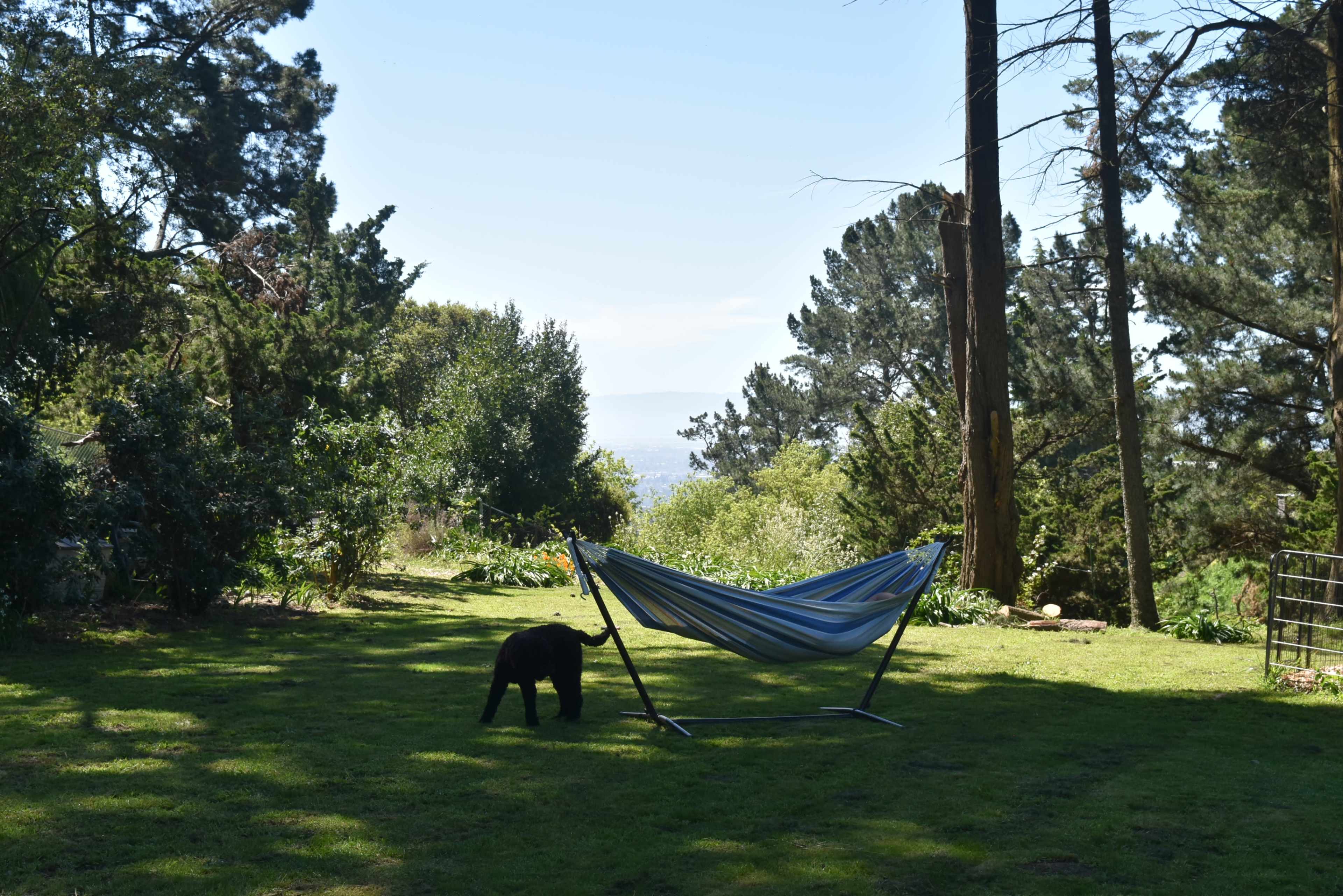 A hammock is set up in a grassy area surrounded by trees, with a black dog nearby.