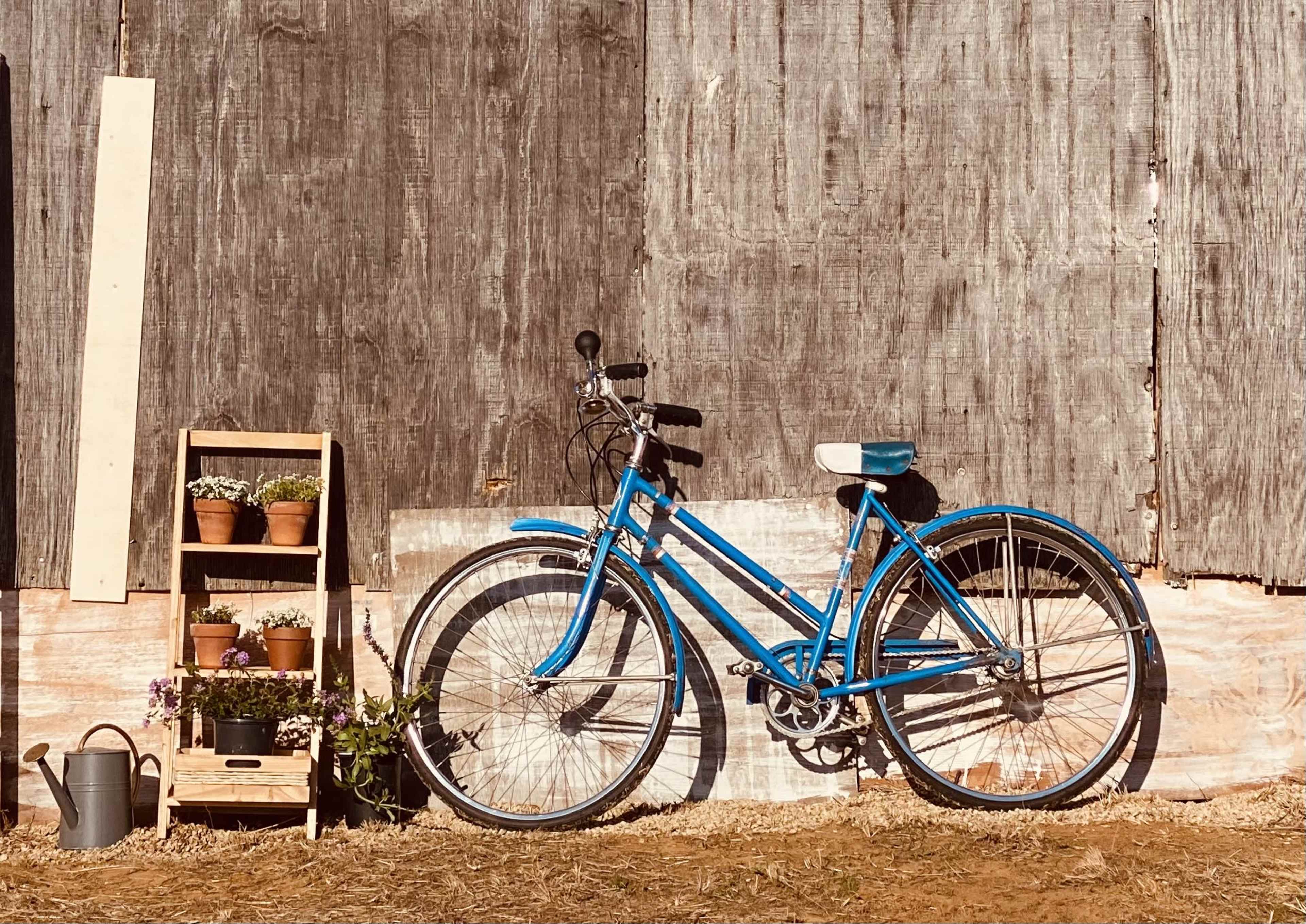 A blue bicycle leans against a weathered wooden wall next to a wooden crate filled with potted plants and a watering can.
