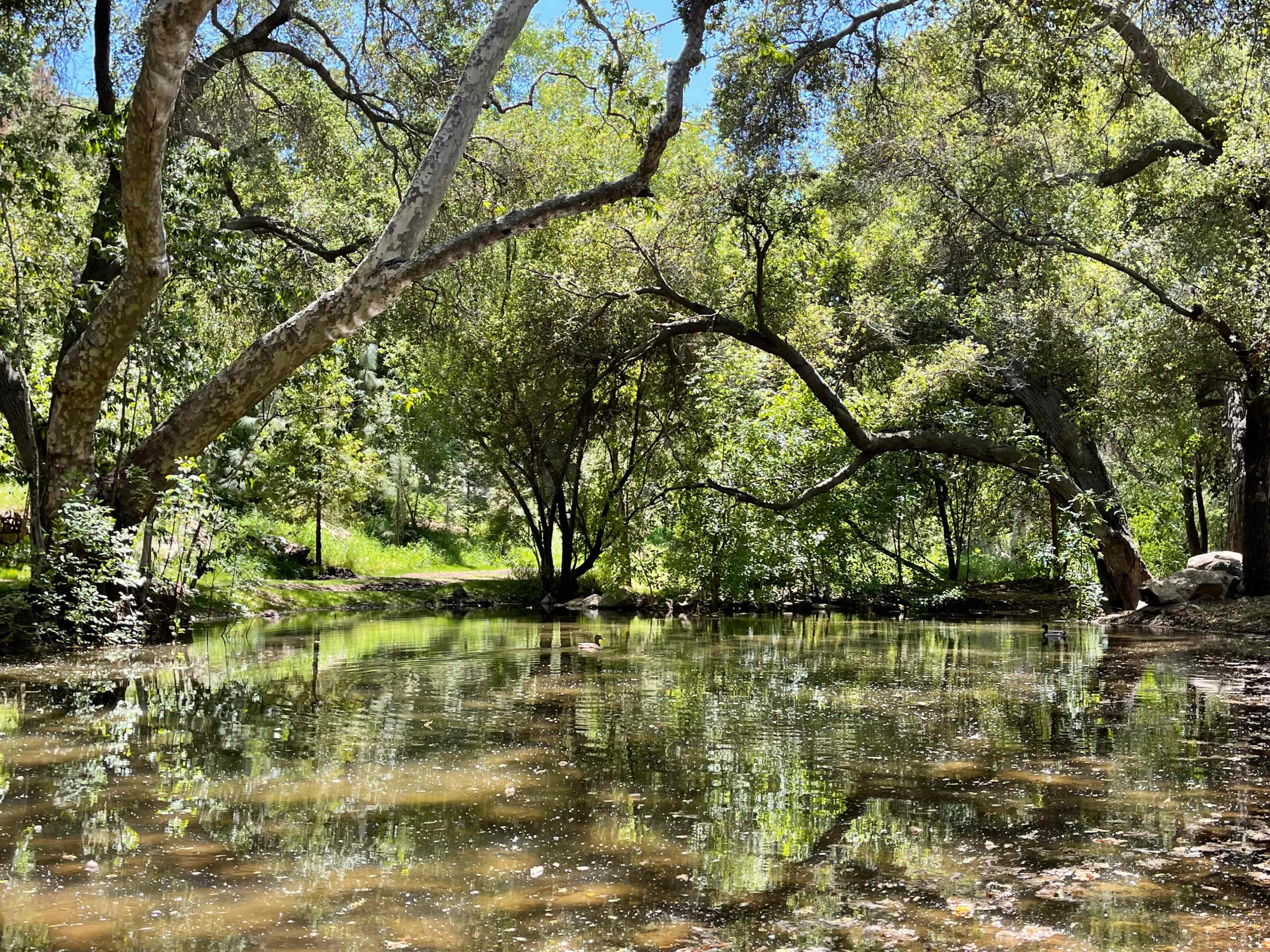 A tranquil pond is surrounded by lush trees and reflections on the water's surface.
