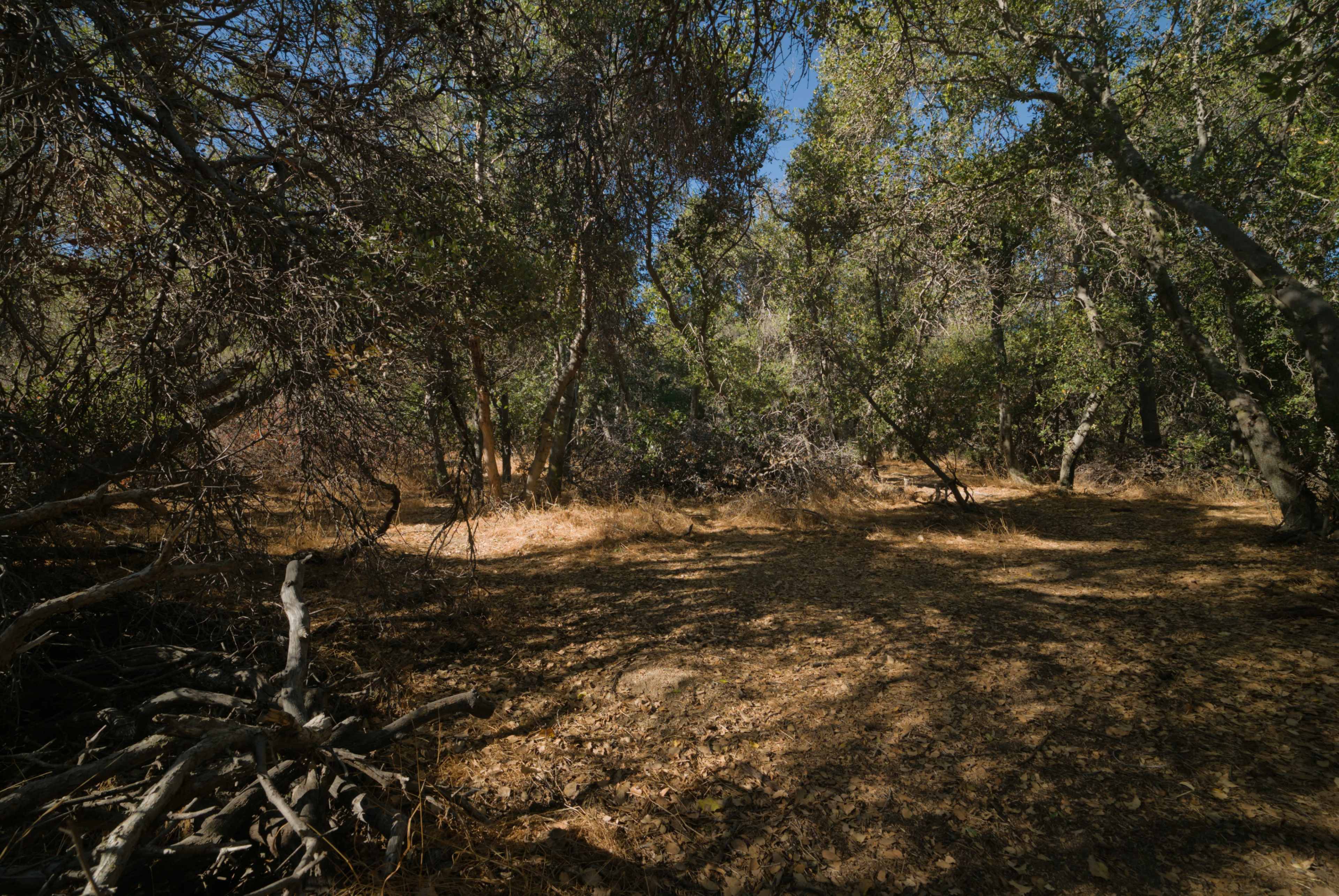 Hidden Valley Cinematic Forest Setting Image in Leona Valley, Leona Valley, CA