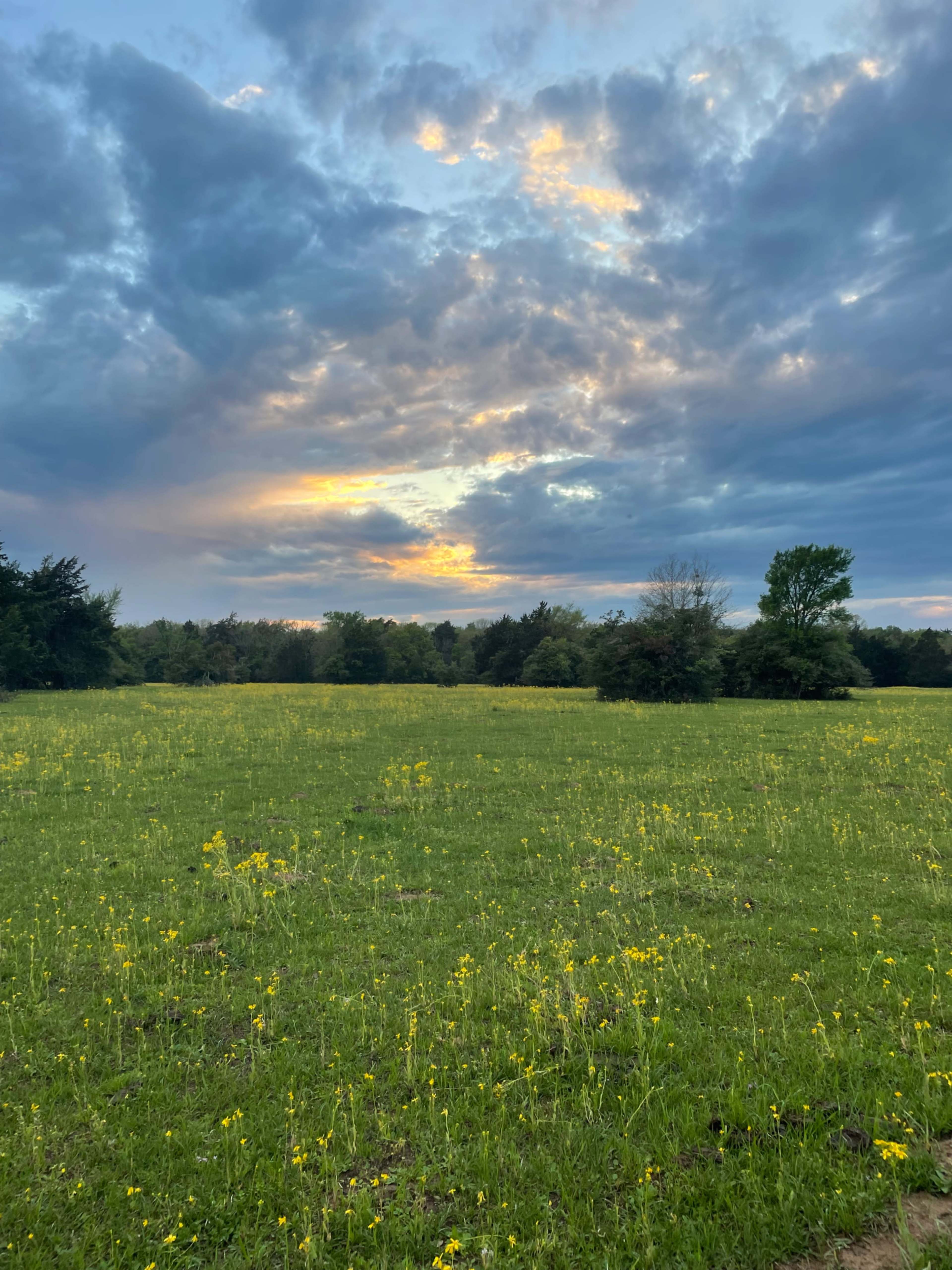 A field of yellow flowers stretches across the foreground under a cloudy sky at sunset.