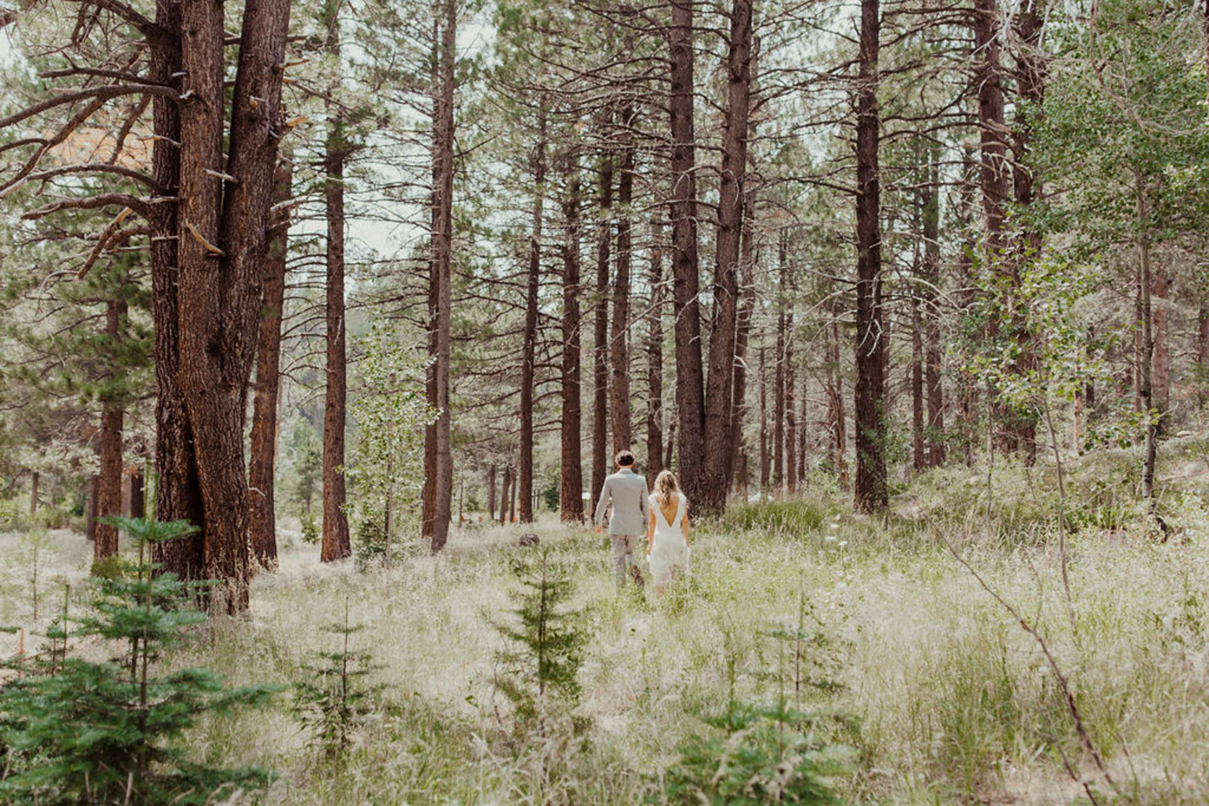 A couple walks hand in hand through a forest filled with tall pine trees.