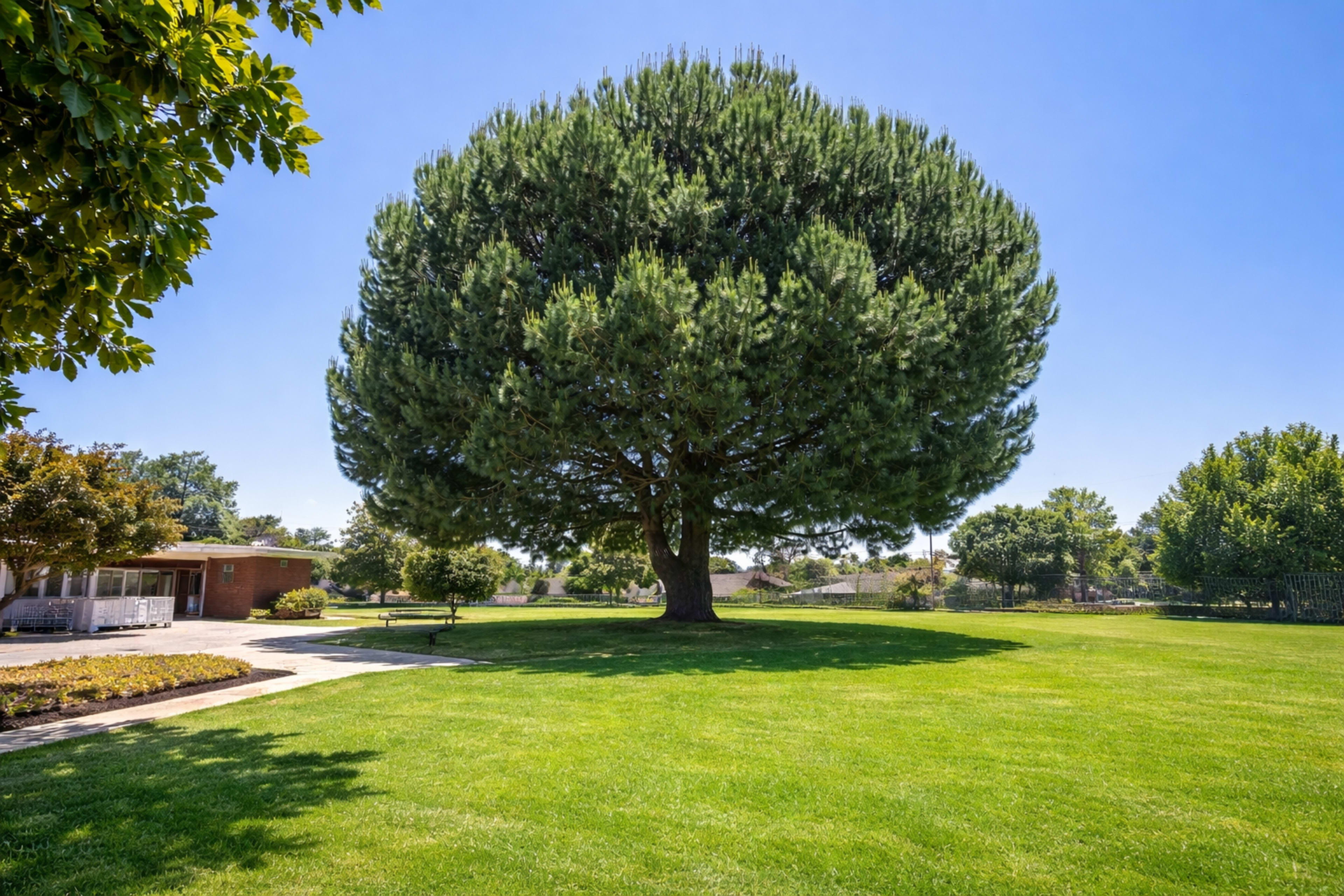 A large, conical pine tree stands in a grassy park area, surrounded by other trees and a clear blue sky.