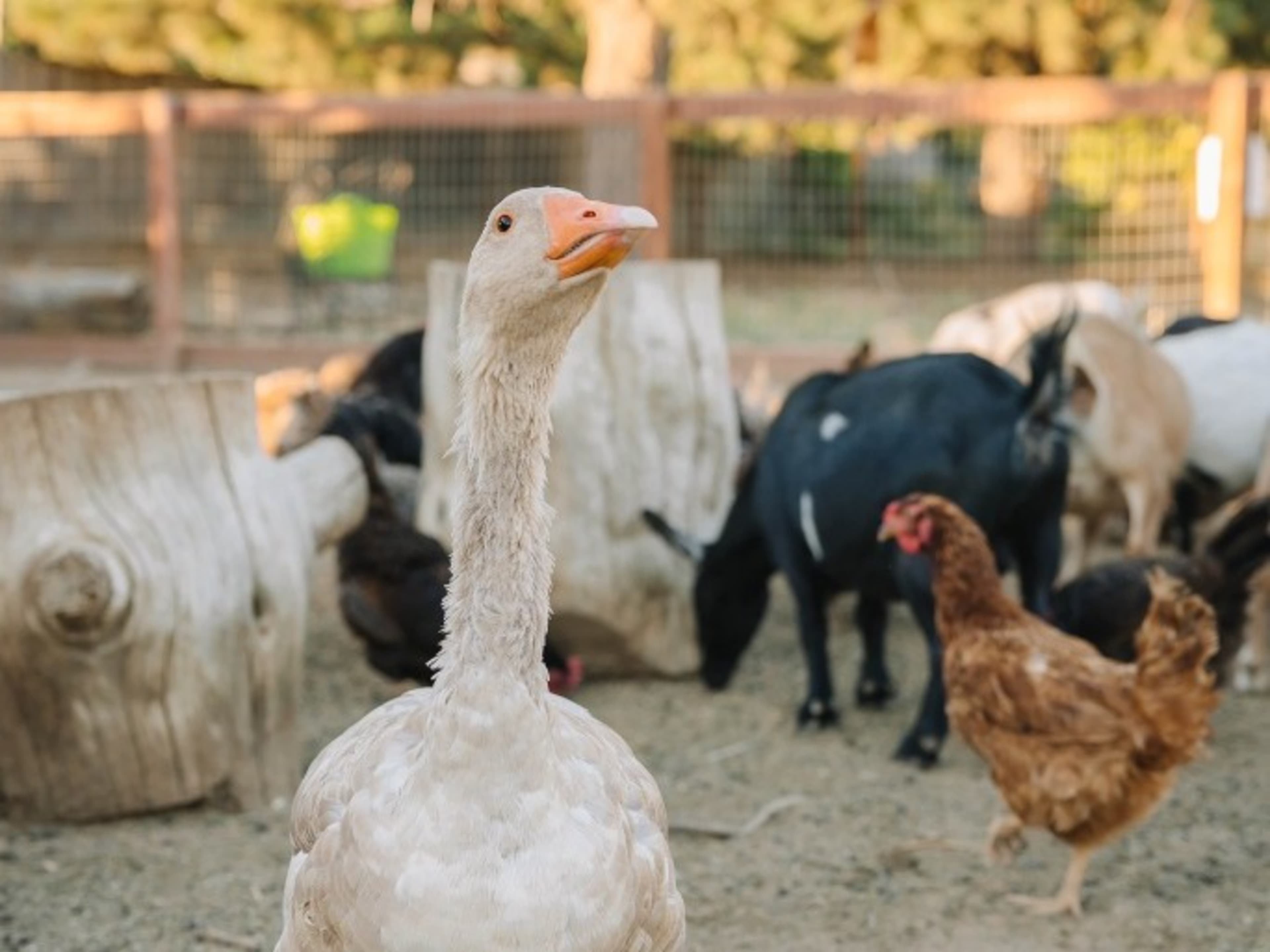 Farm Tour
