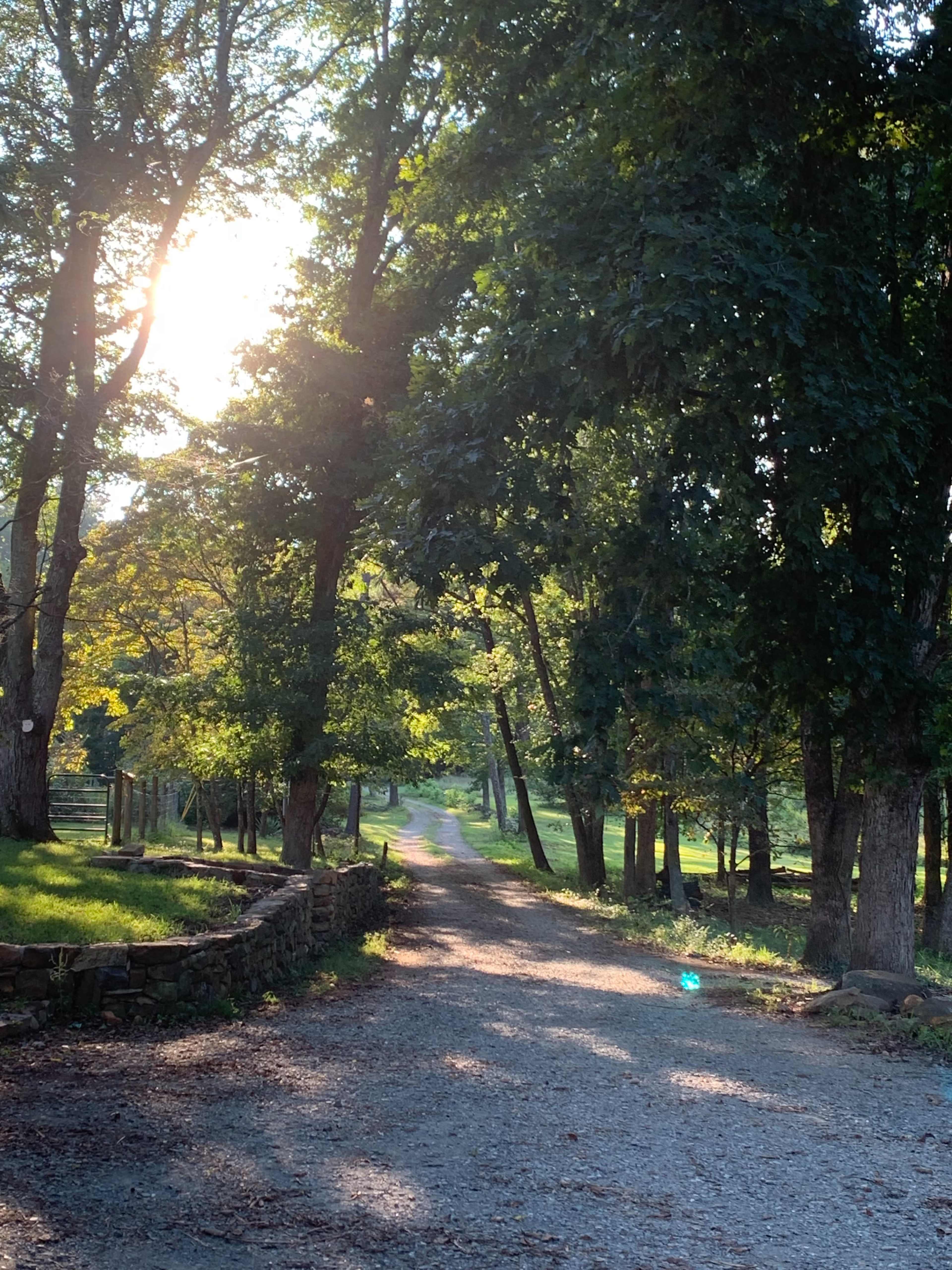 A gravel path winds through a forested area, bordered by trees, leading into the distance where sunlight filters through the leaves.