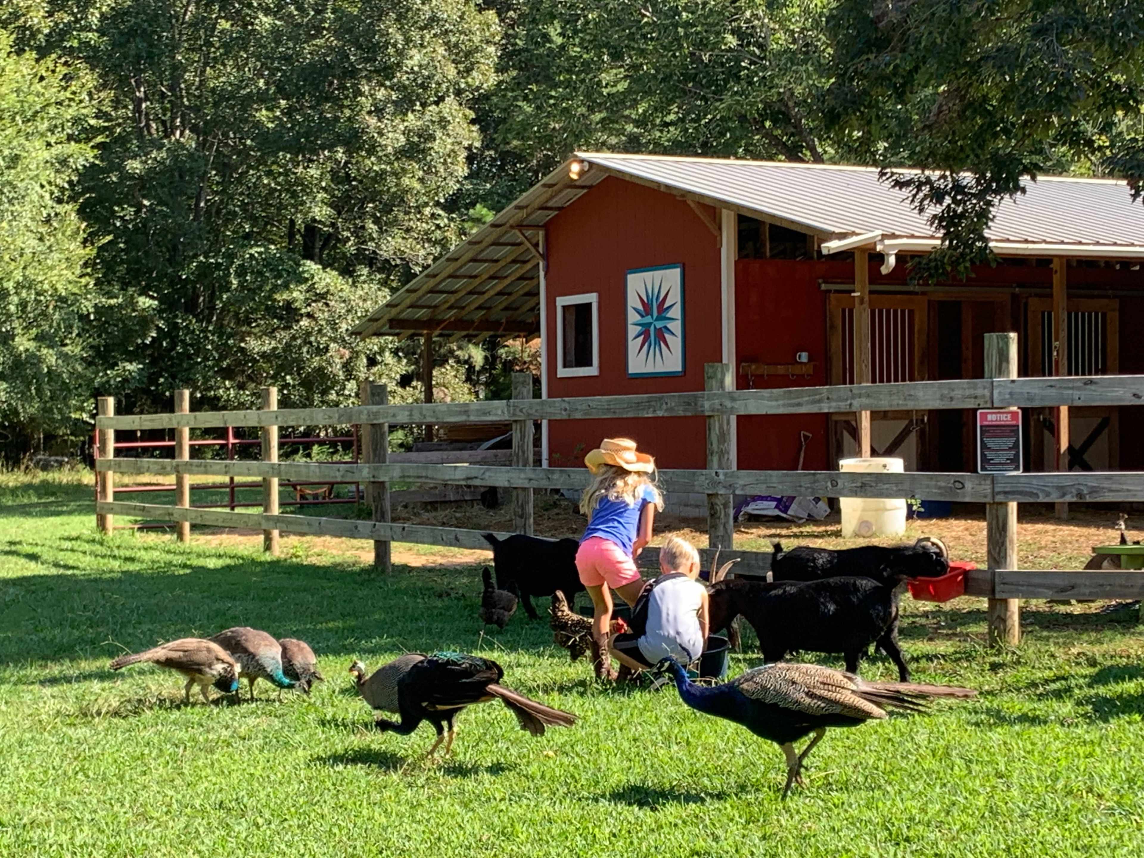 Two children are playing near a barn while goats and peacocks roam in a grassy area.