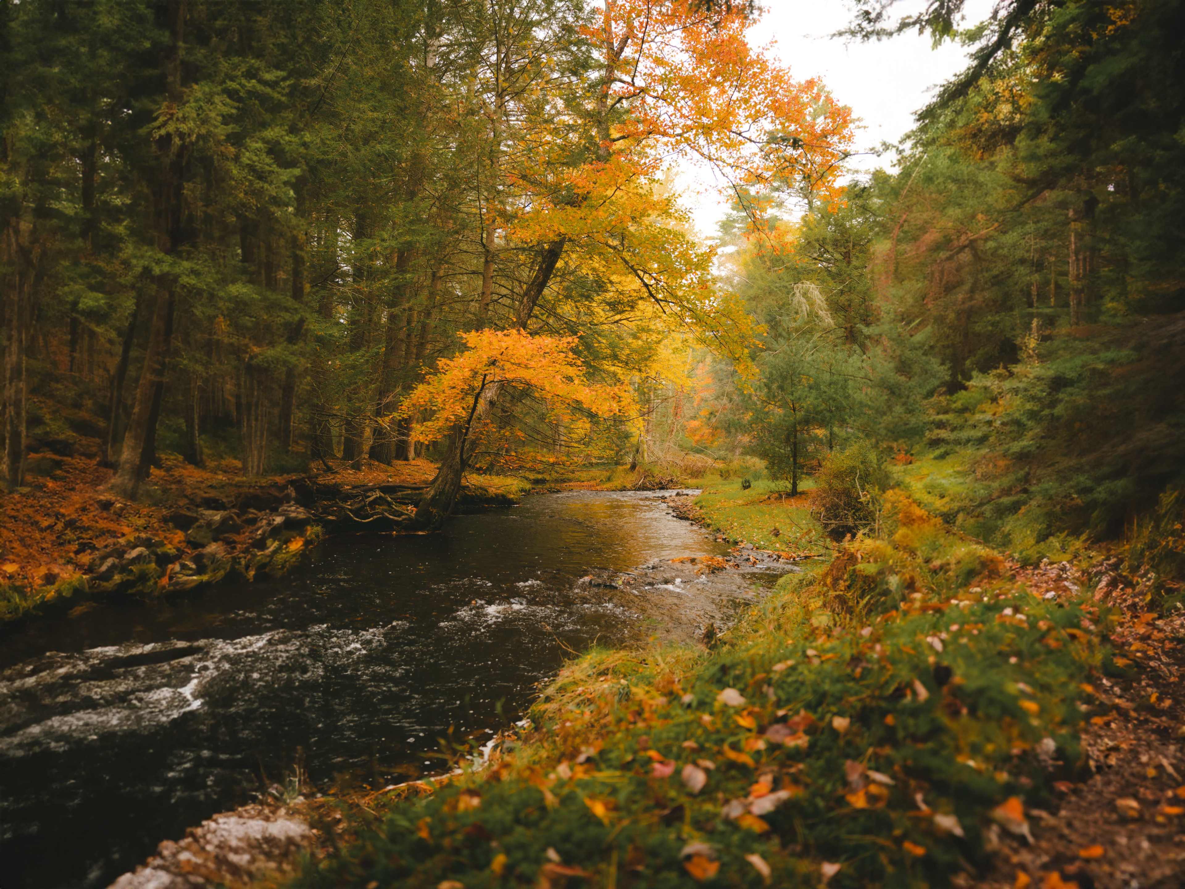 A gently flowing stream is surrounded by trees with colorful autumn foliage in a forested landscape.