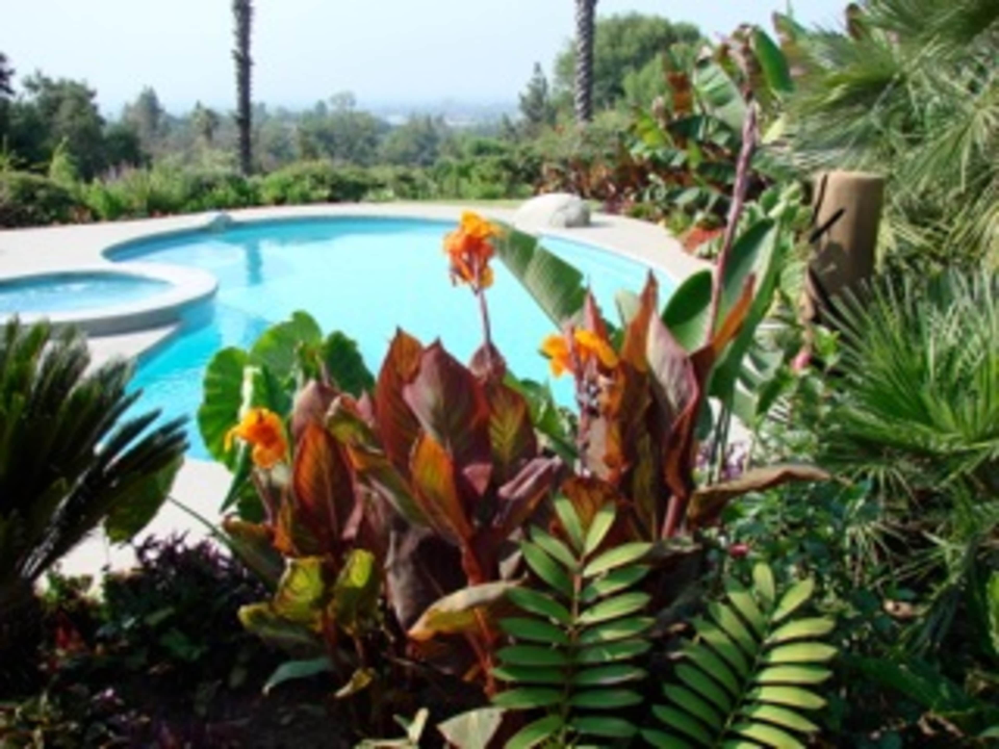 A swimming pool is surrounded by diverse tropical plants and palm trees in a landscaped garden.