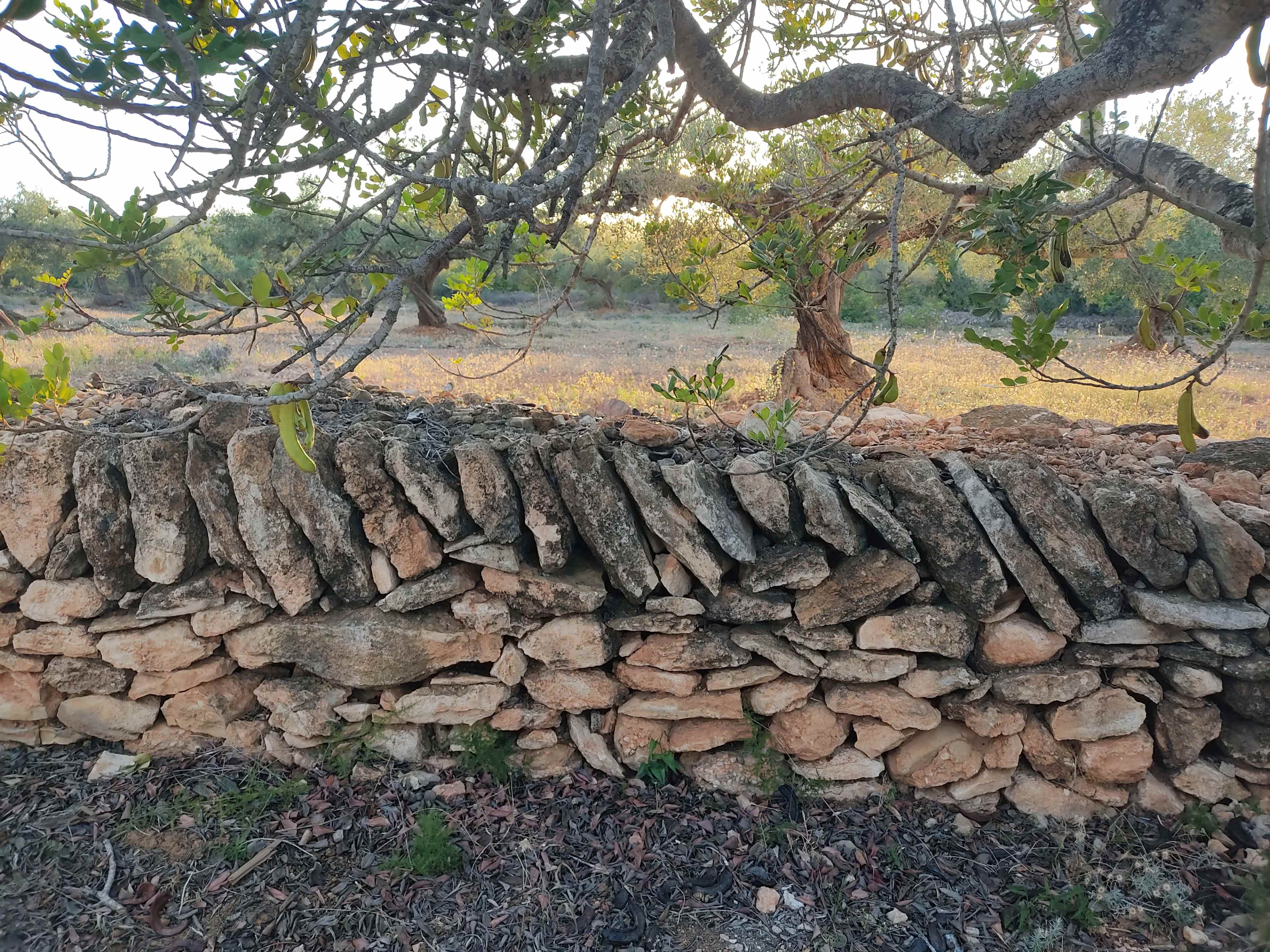 A dry stone wall is positioned beneath a tree, surrounded by a grassy landscape.