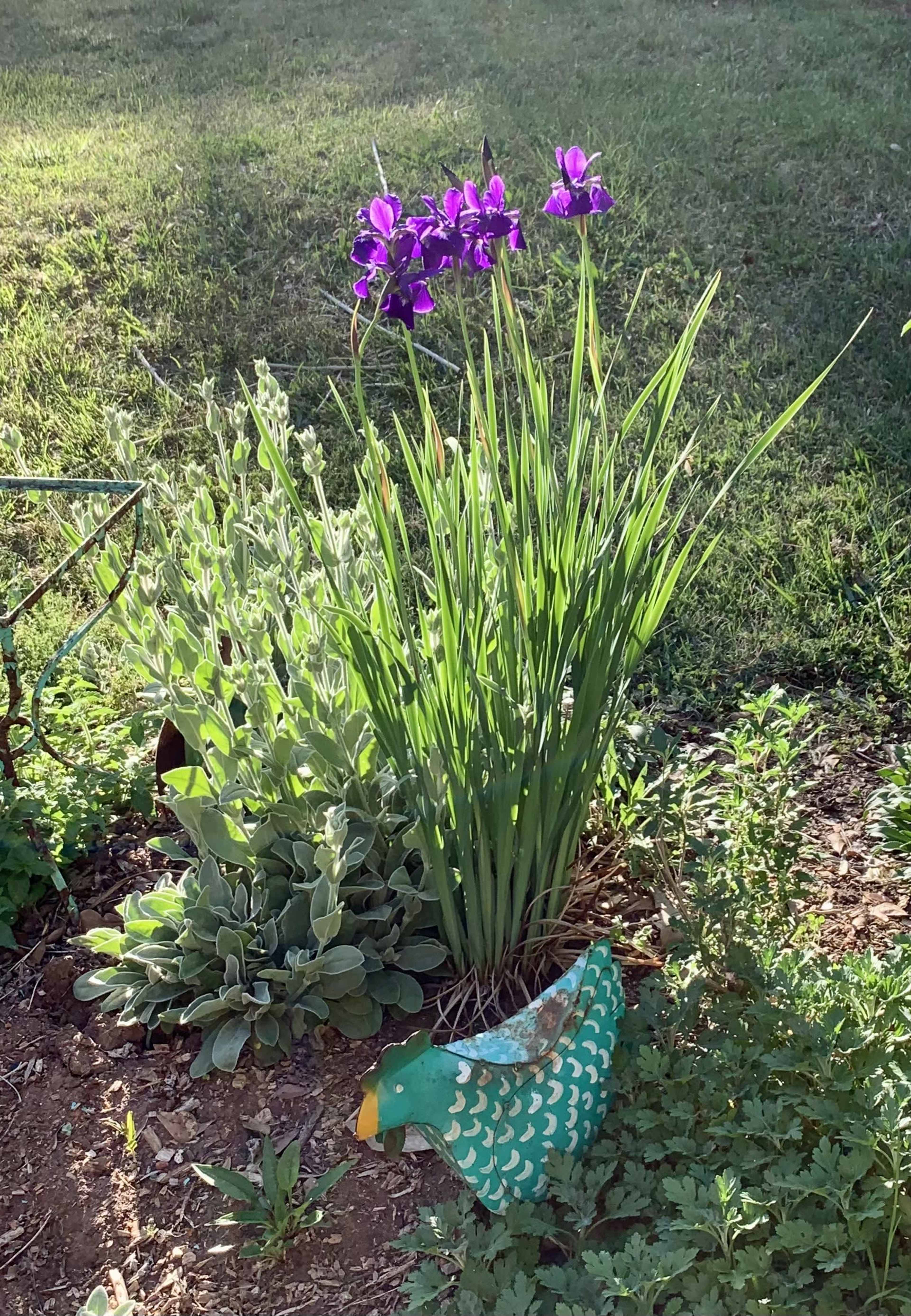 A cluster of purple flowers grows among green foliage in a garden, with a colorful decorative bird nearby.