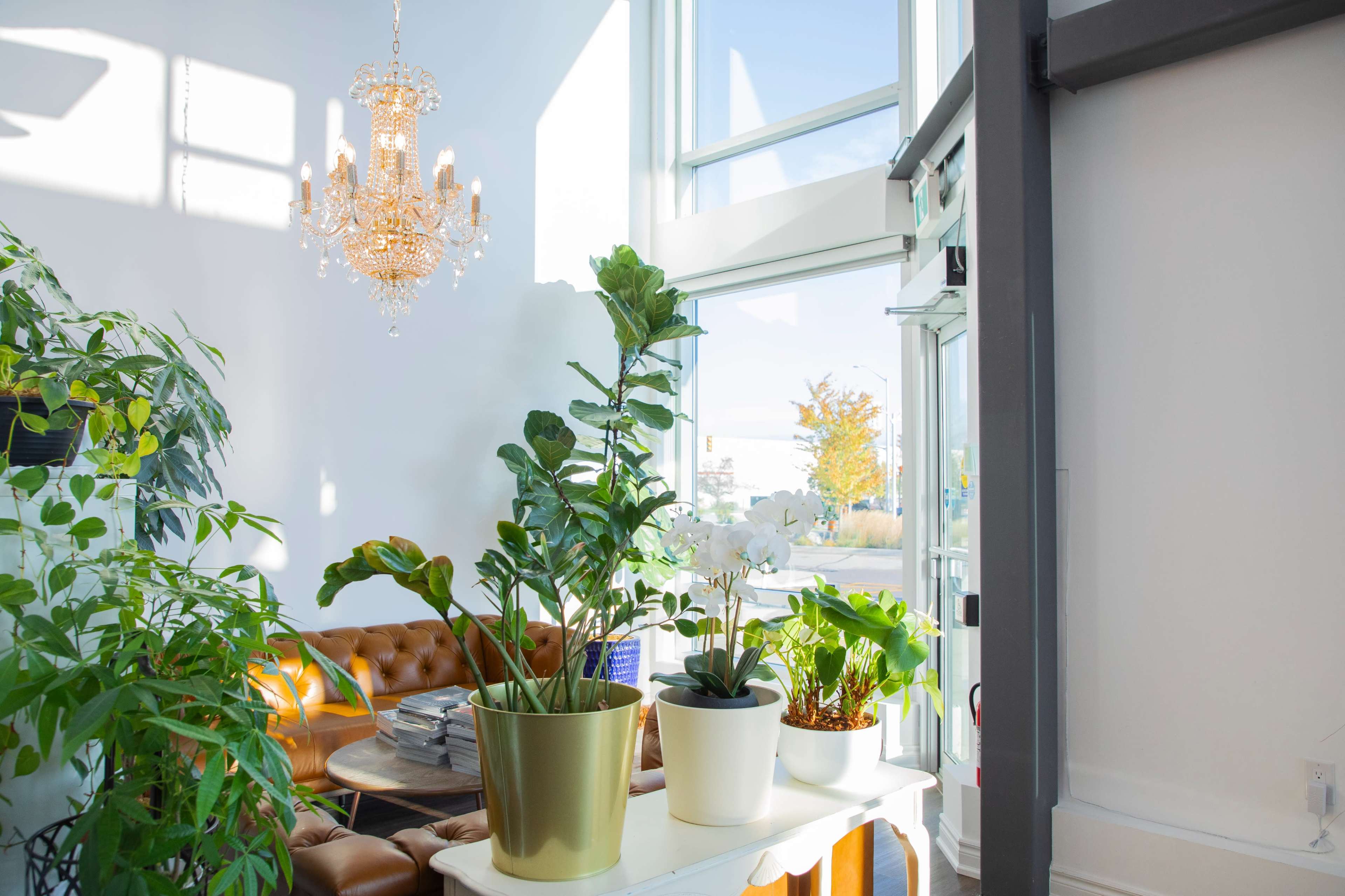 The image shows a bright indoor space featuring a chandelier, potted plants, and a cozy brown sofa near large windows.