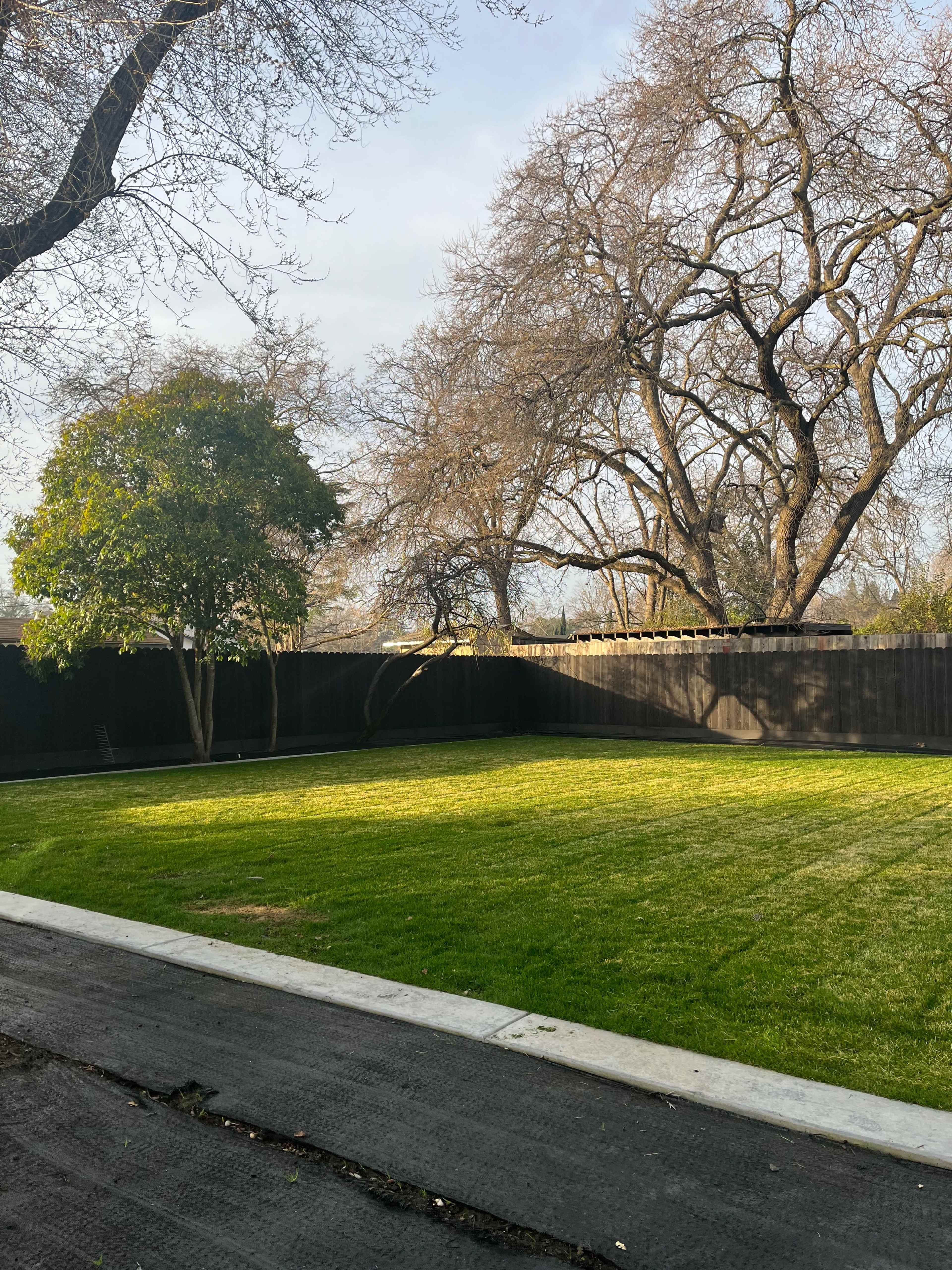 A grassy yard bordered by trees and a black wooden fence under a clear sky.