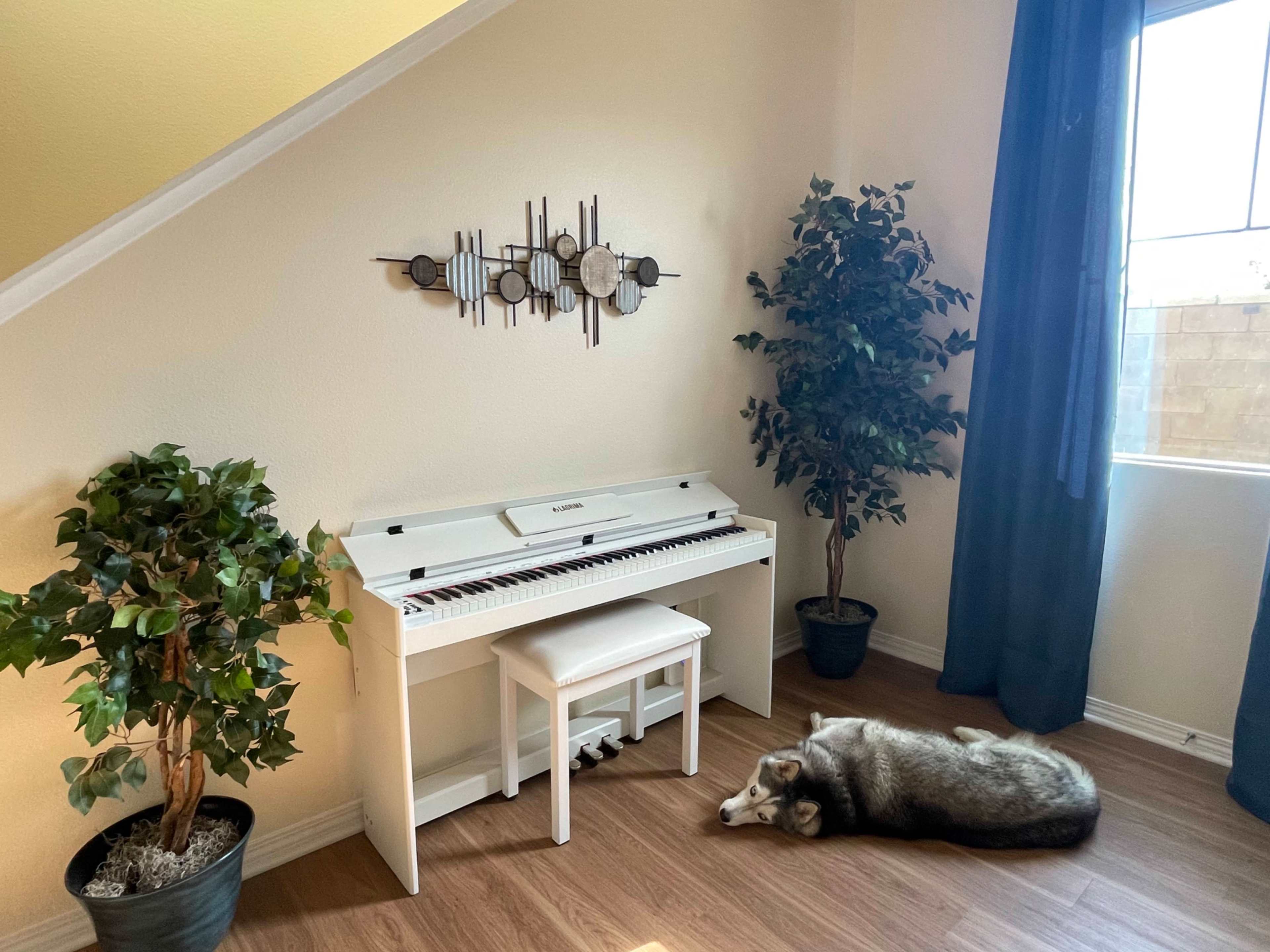 A white digital piano with a stool is positioned in a corner next to two potted plants, while a dog sleeps on the wooden floor nearby.