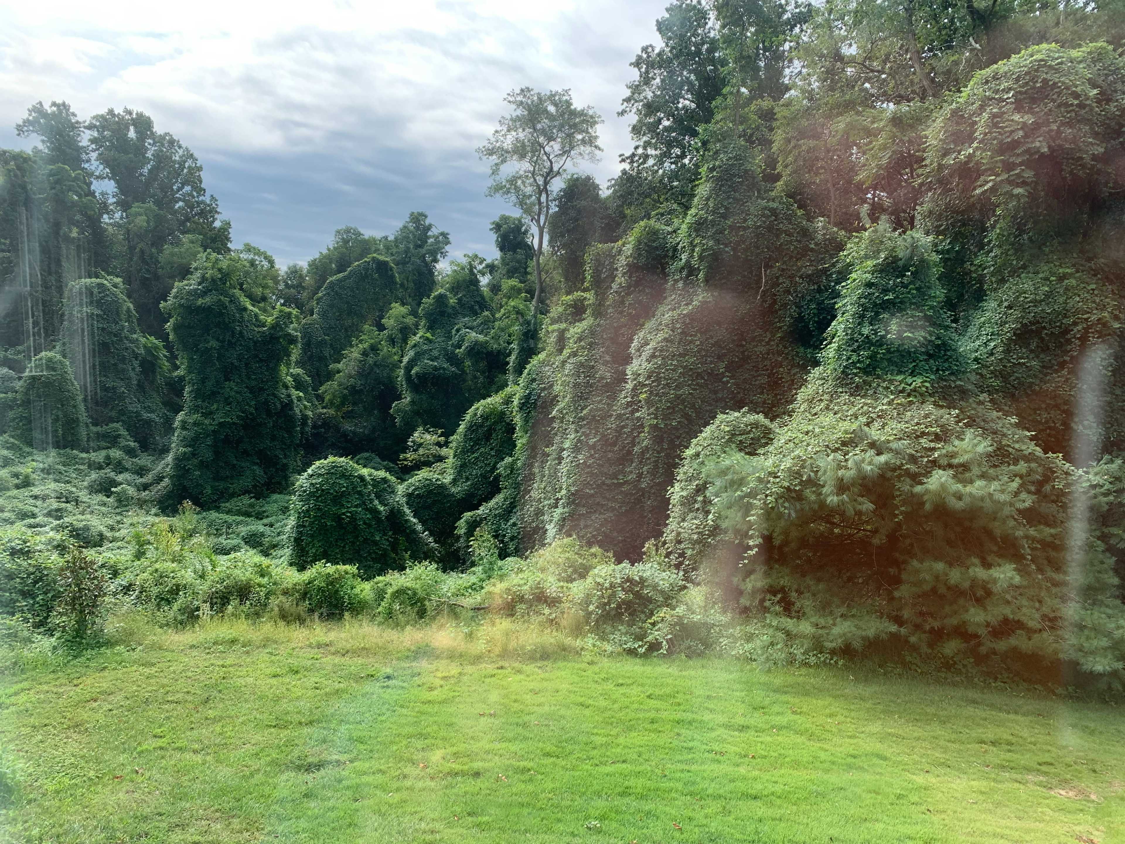 The image shows a dense mass of green vegetation covering large mounds in a landscape with cloudy skies above.
